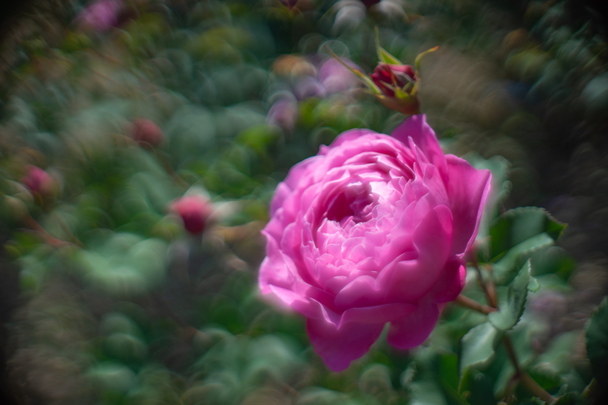 f:id:Paradisia:20201108161131j:plain