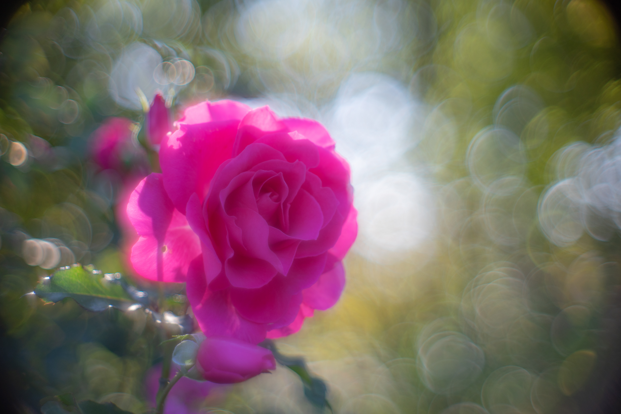 f:id:Paradisia:20201108161212j:plain