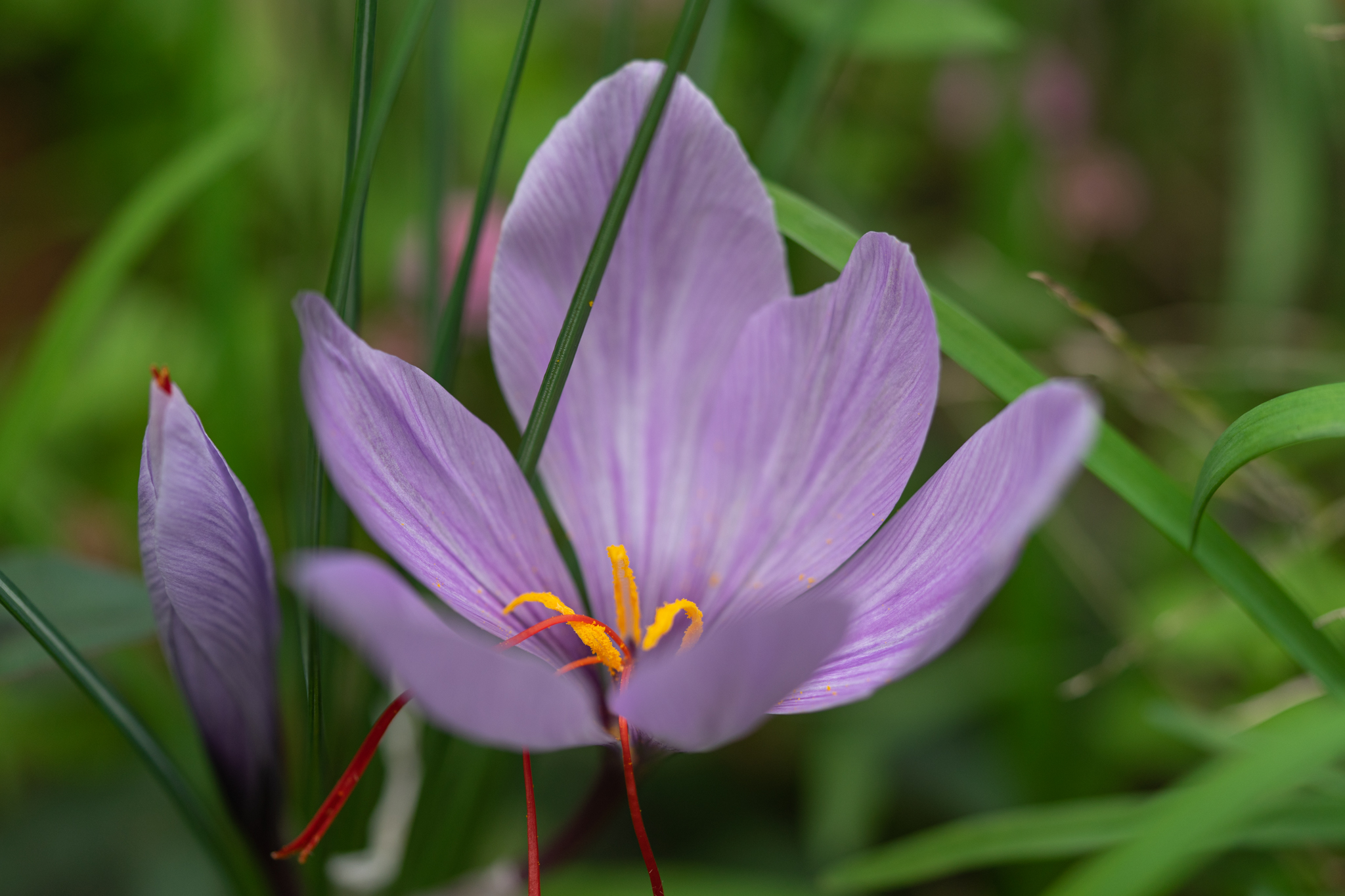 f:id:Paradisia:20201108182700j:plain