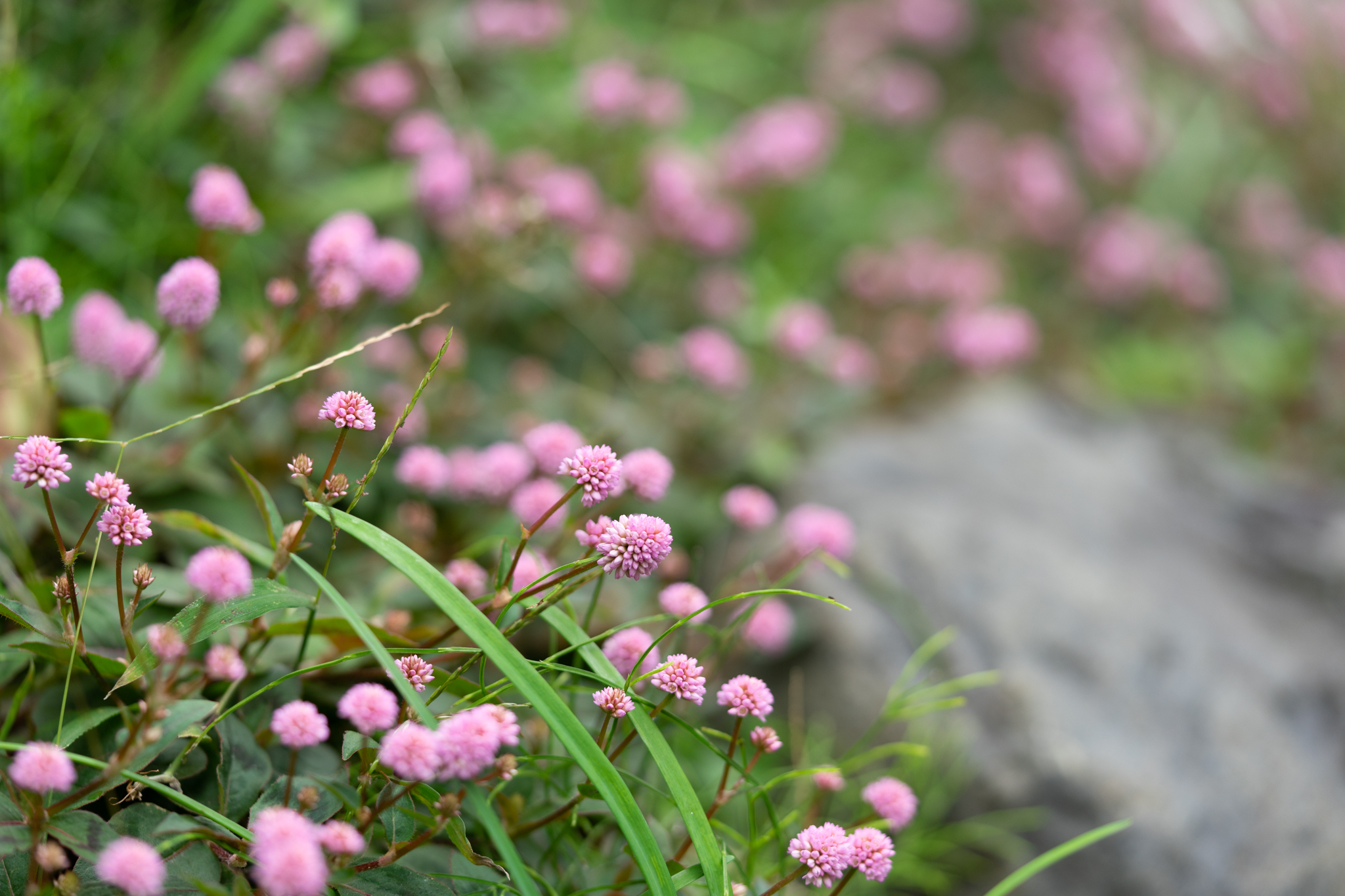 f:id:Paradisia:20201108182739j:plain
