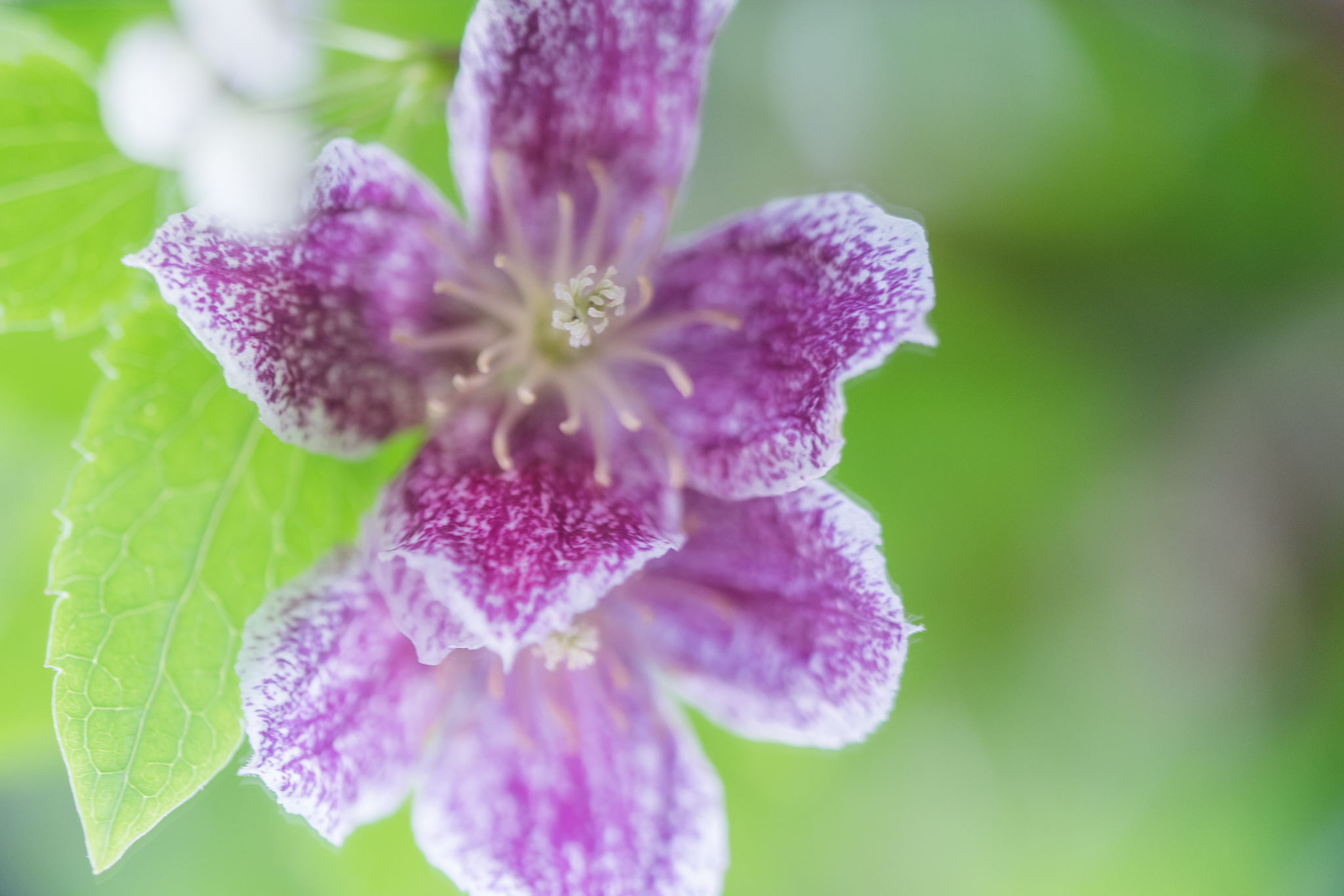 f:id:Paradisia:20201109074003j:plain