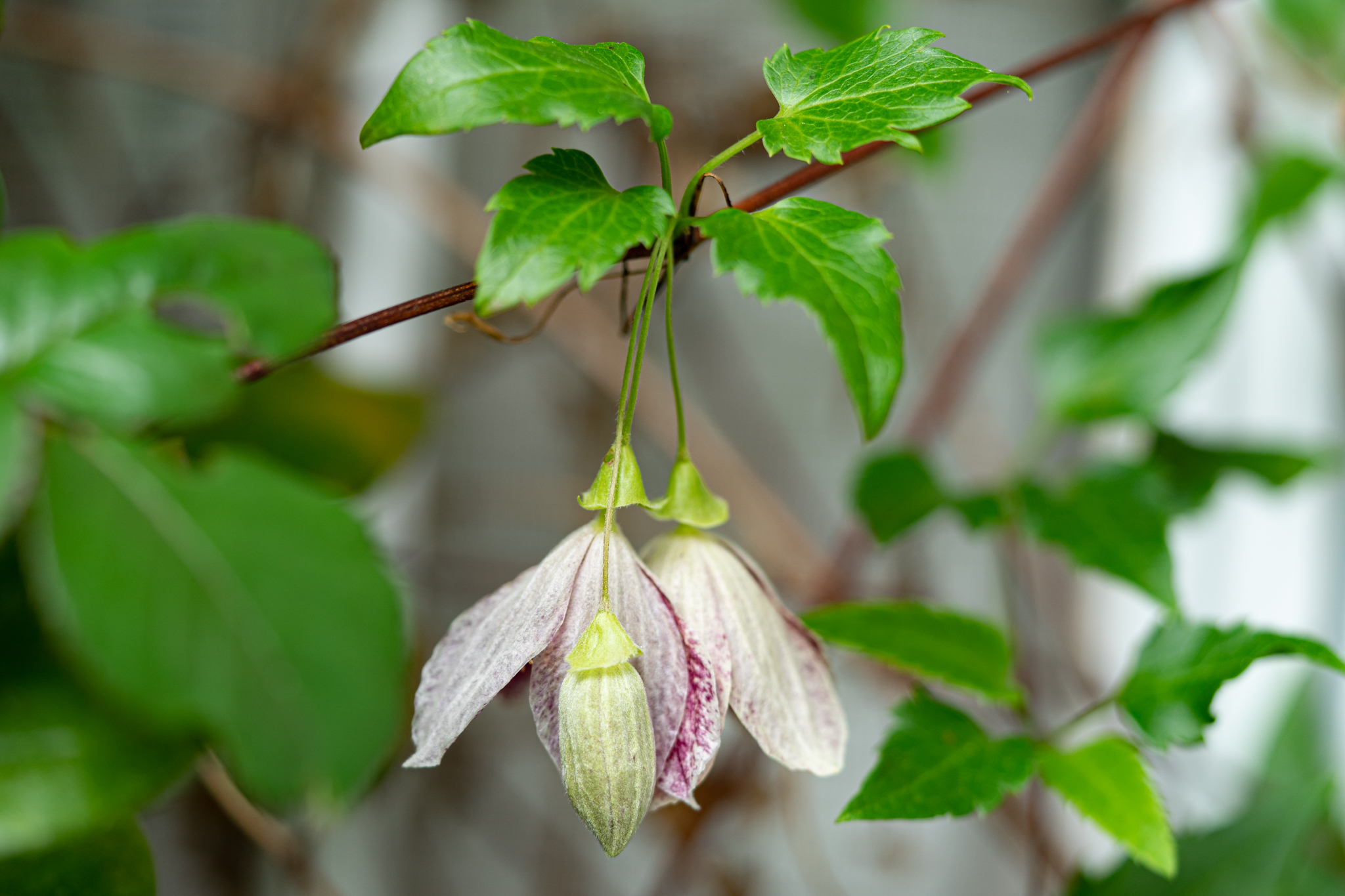 冬咲きのクレマチス 光と風と薔薇と