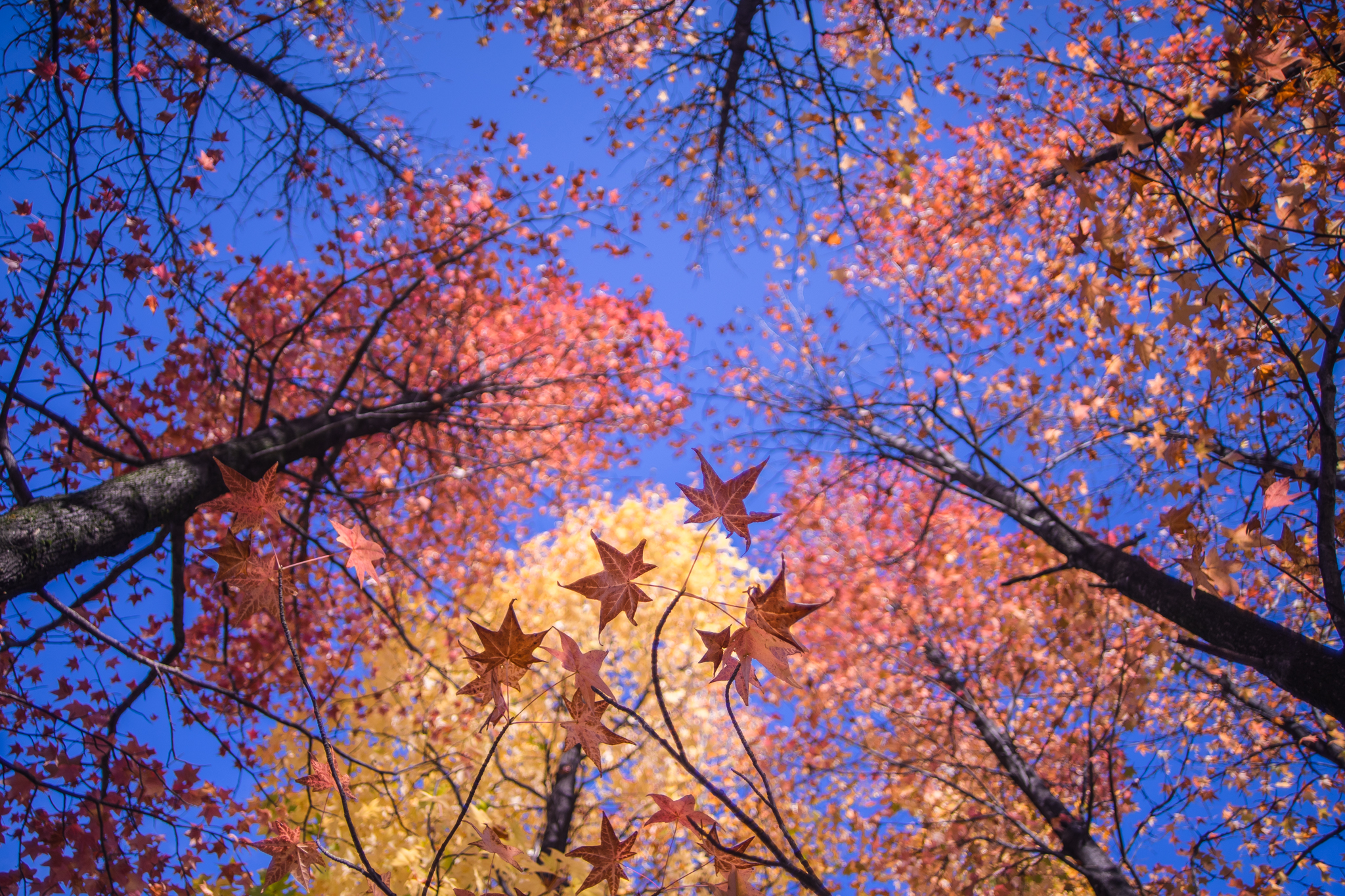 f:id:Paradisia:20201118173546j:plain