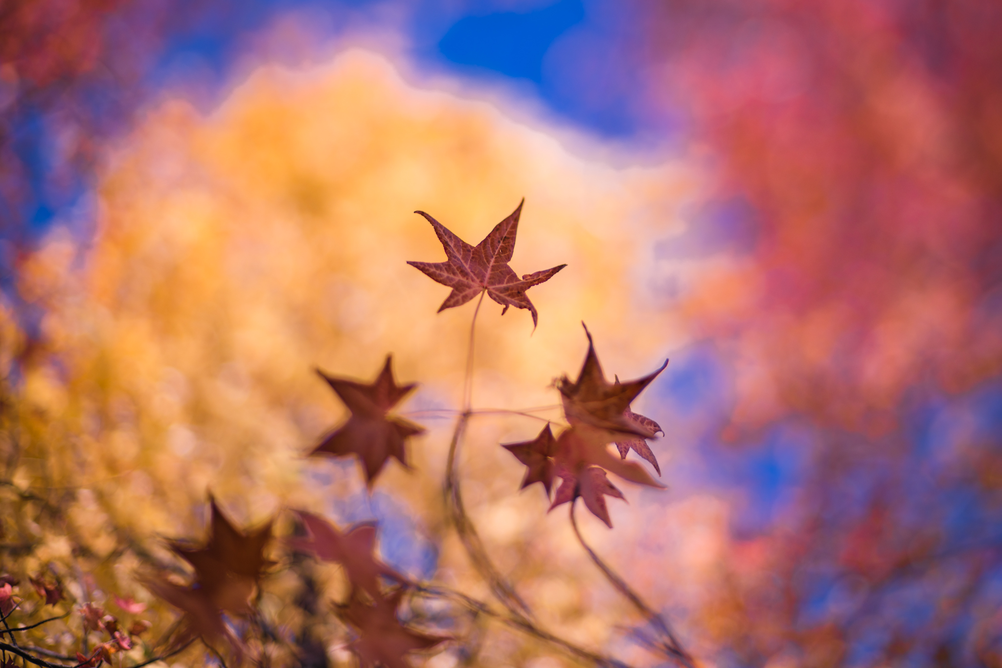 f:id:Paradisia:20201118173627j:plain