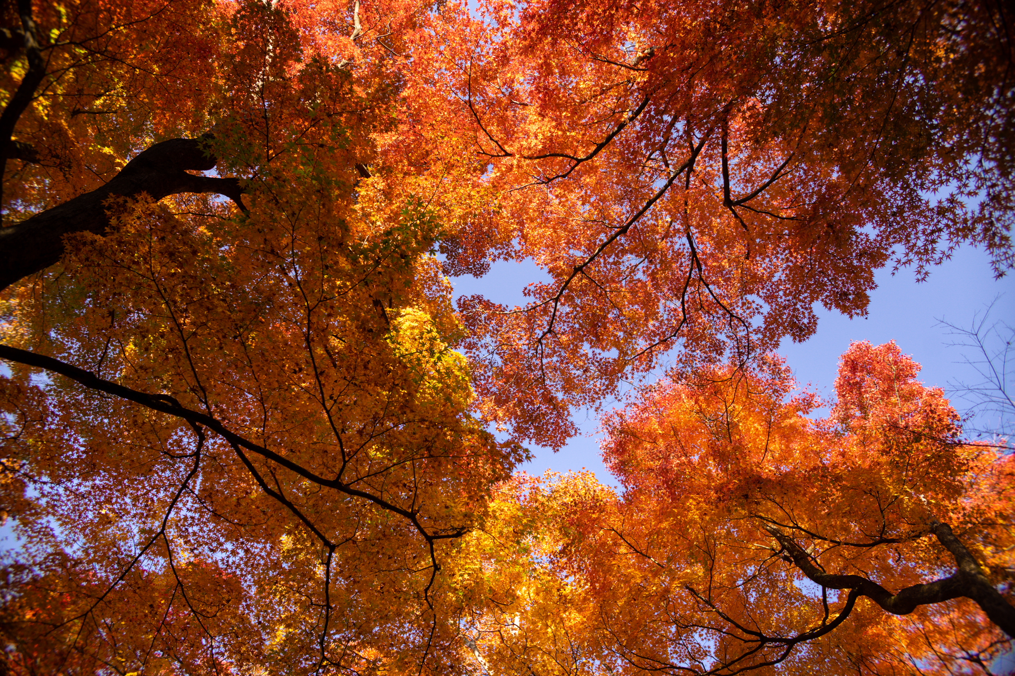f:id:Paradisia:20201118190442j:plain