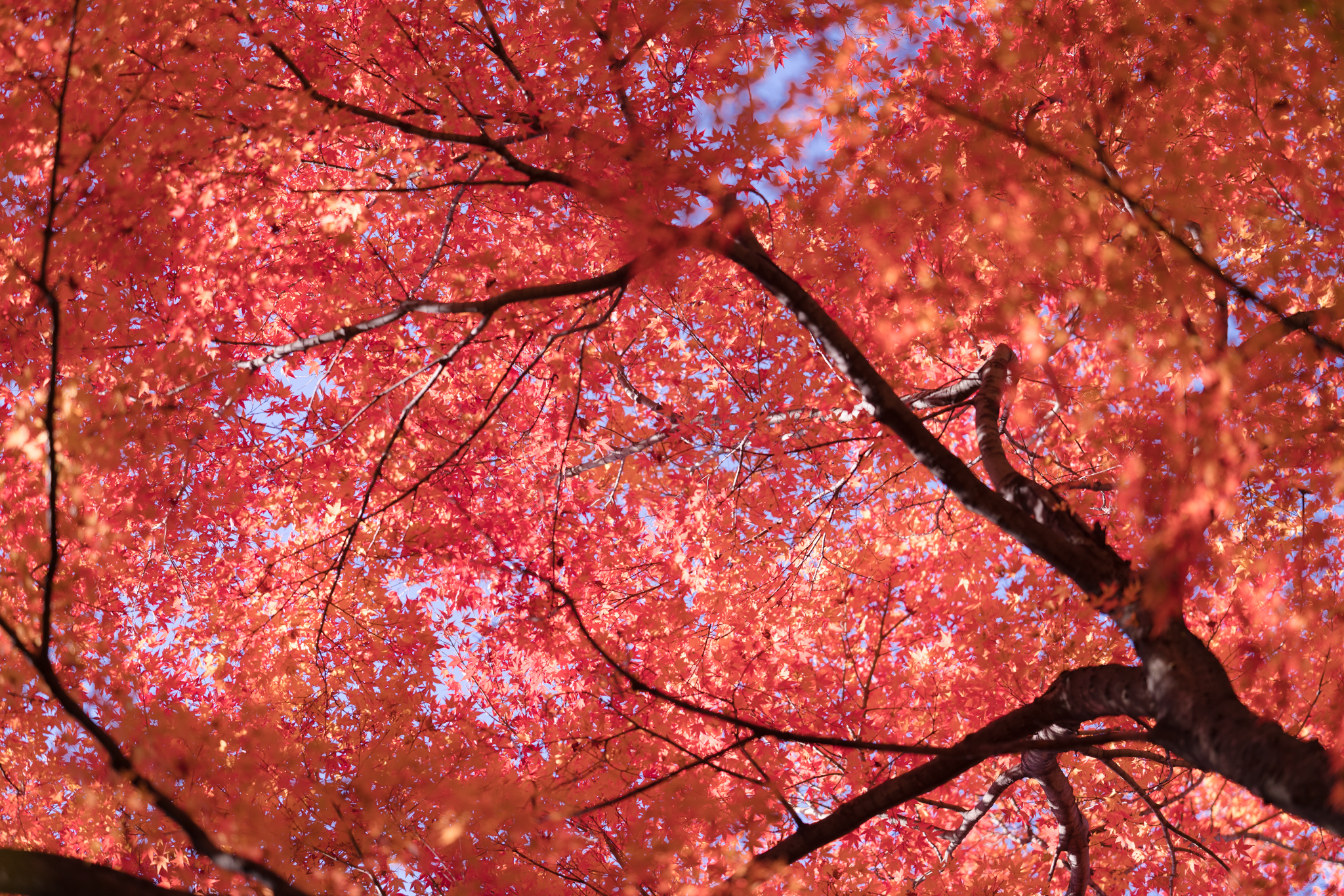f:id:Paradisia:20201118190555j:plain