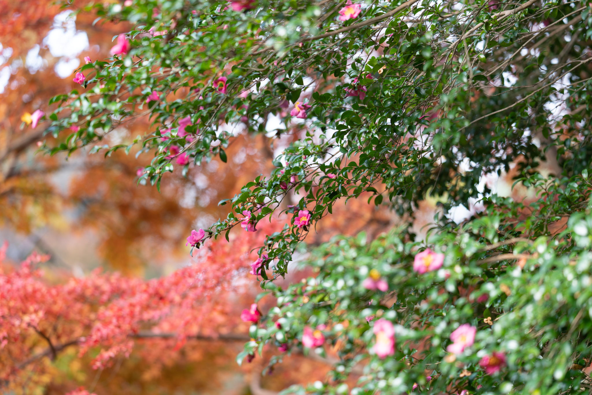 f:id:Paradisia:20201119150249j:plain