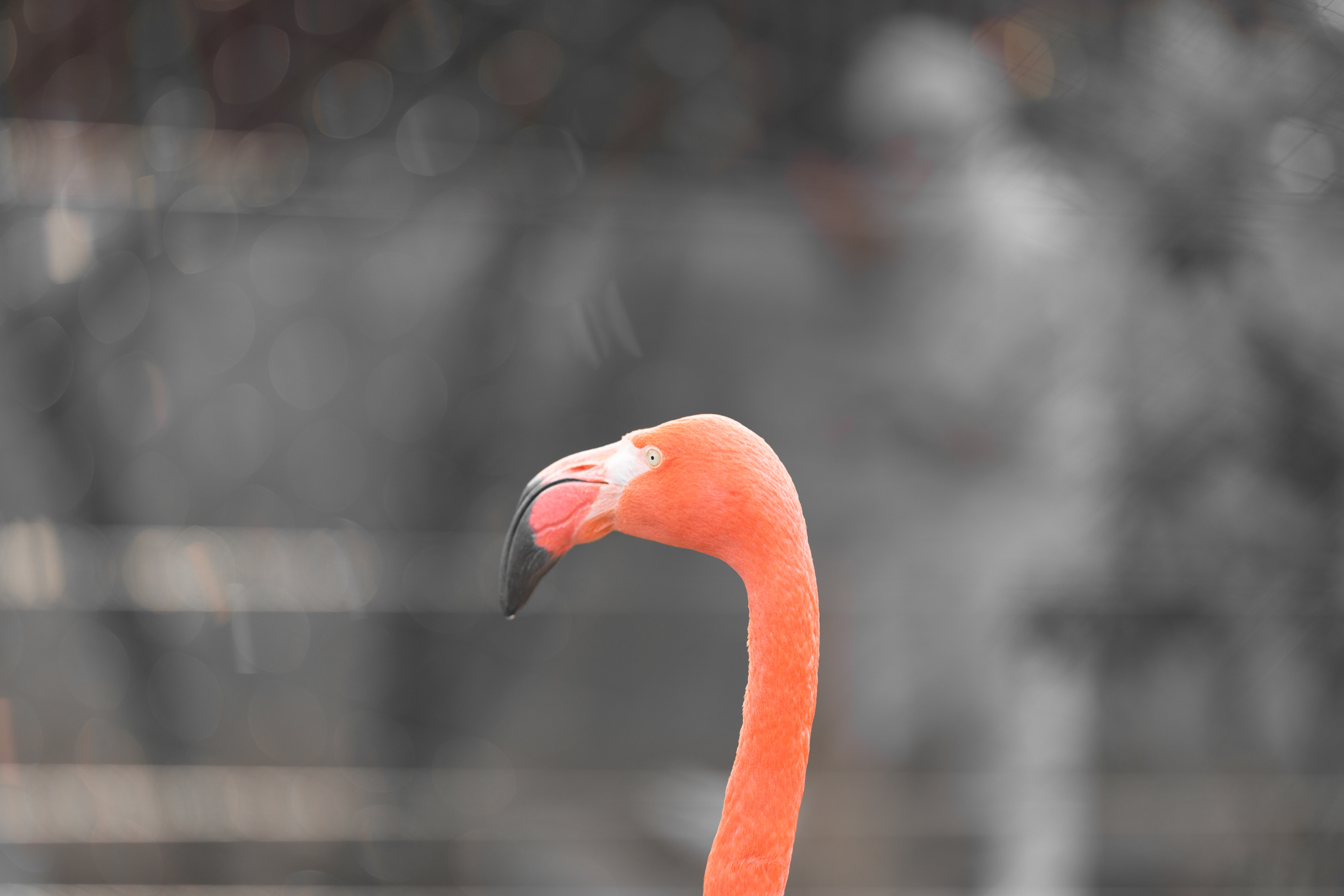f:id:Paradisia:20201120082309j:plain