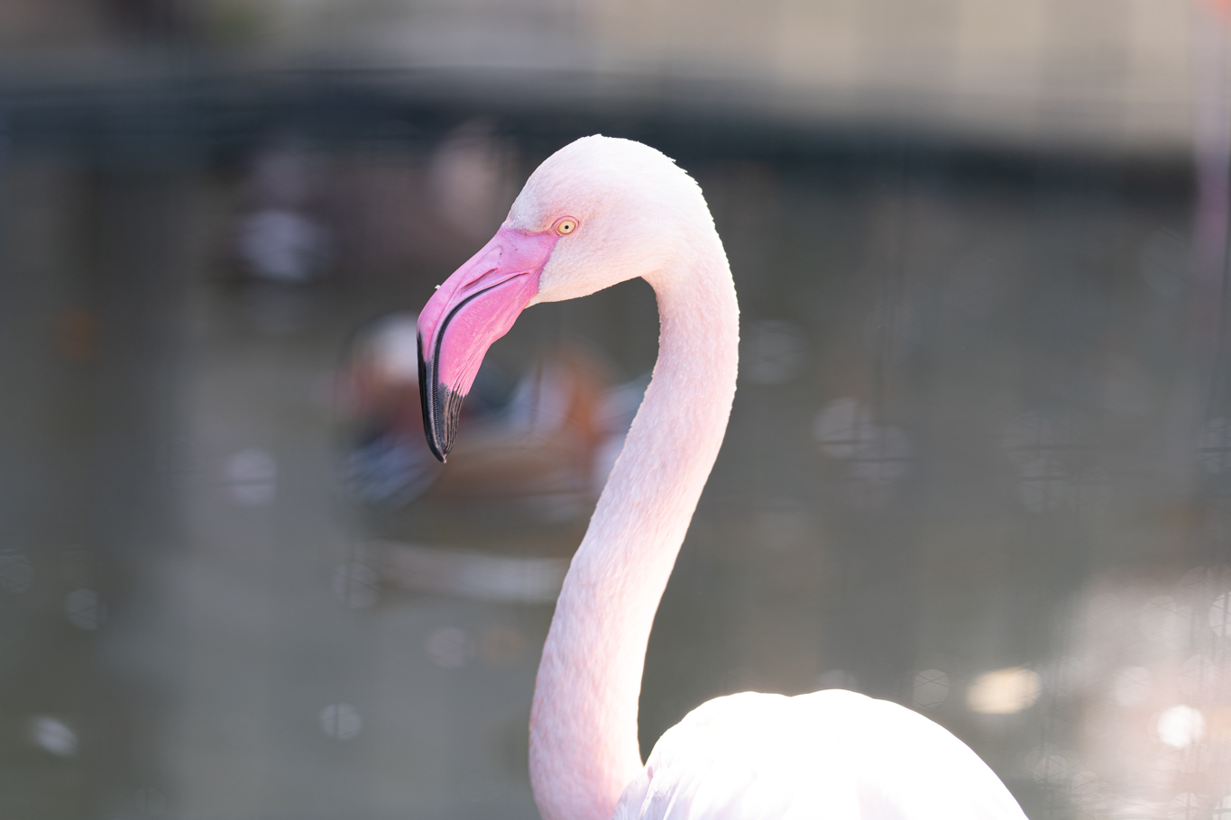 f:id:Paradisia:20201122072032j:plain