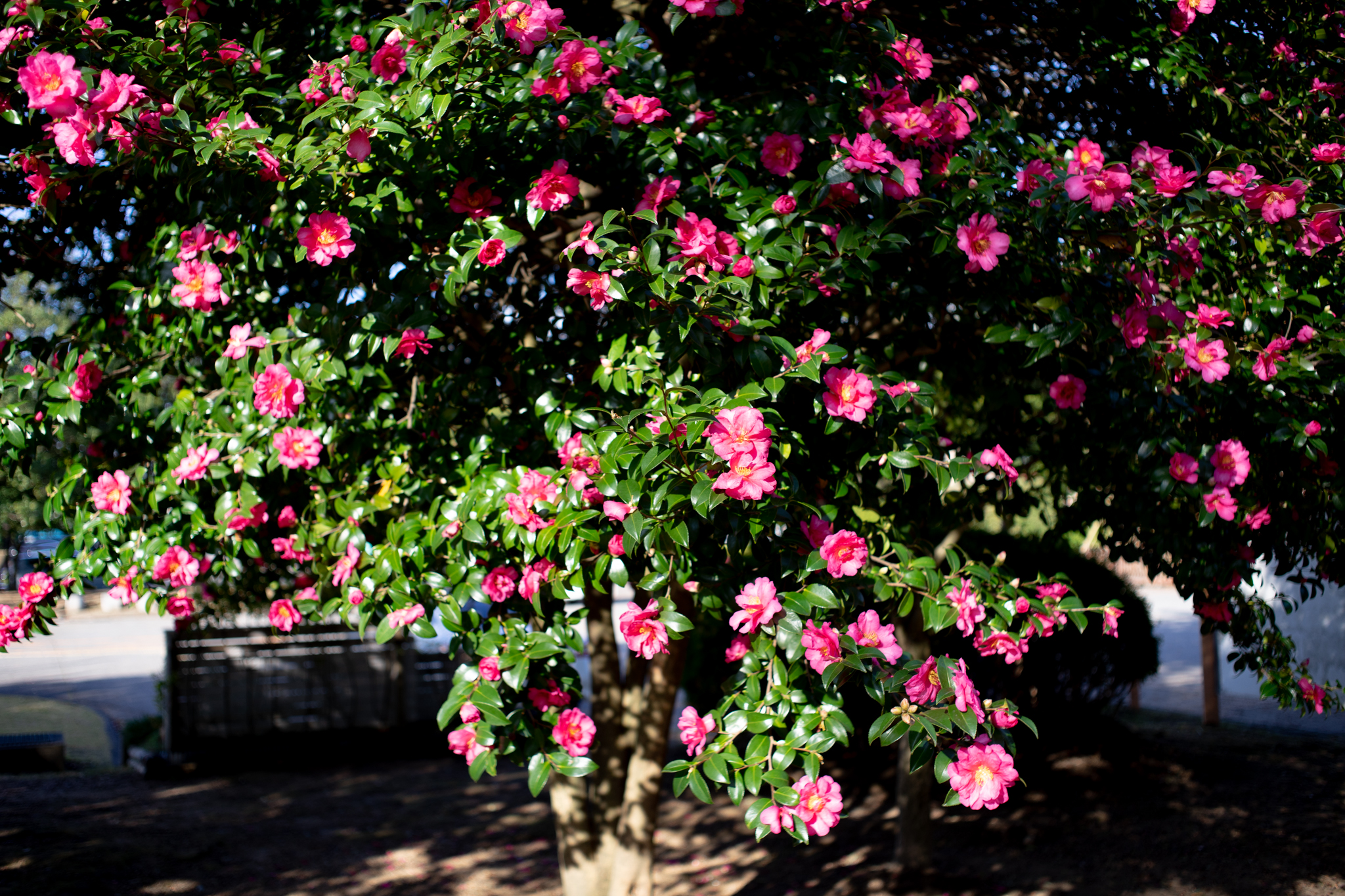 f:id:Paradisia:20201126075427j:plain