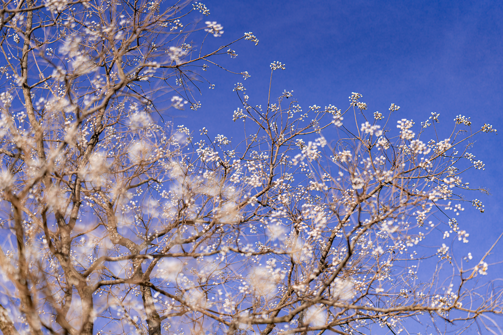 f:id:Paradisia:20201203130137j:plain
