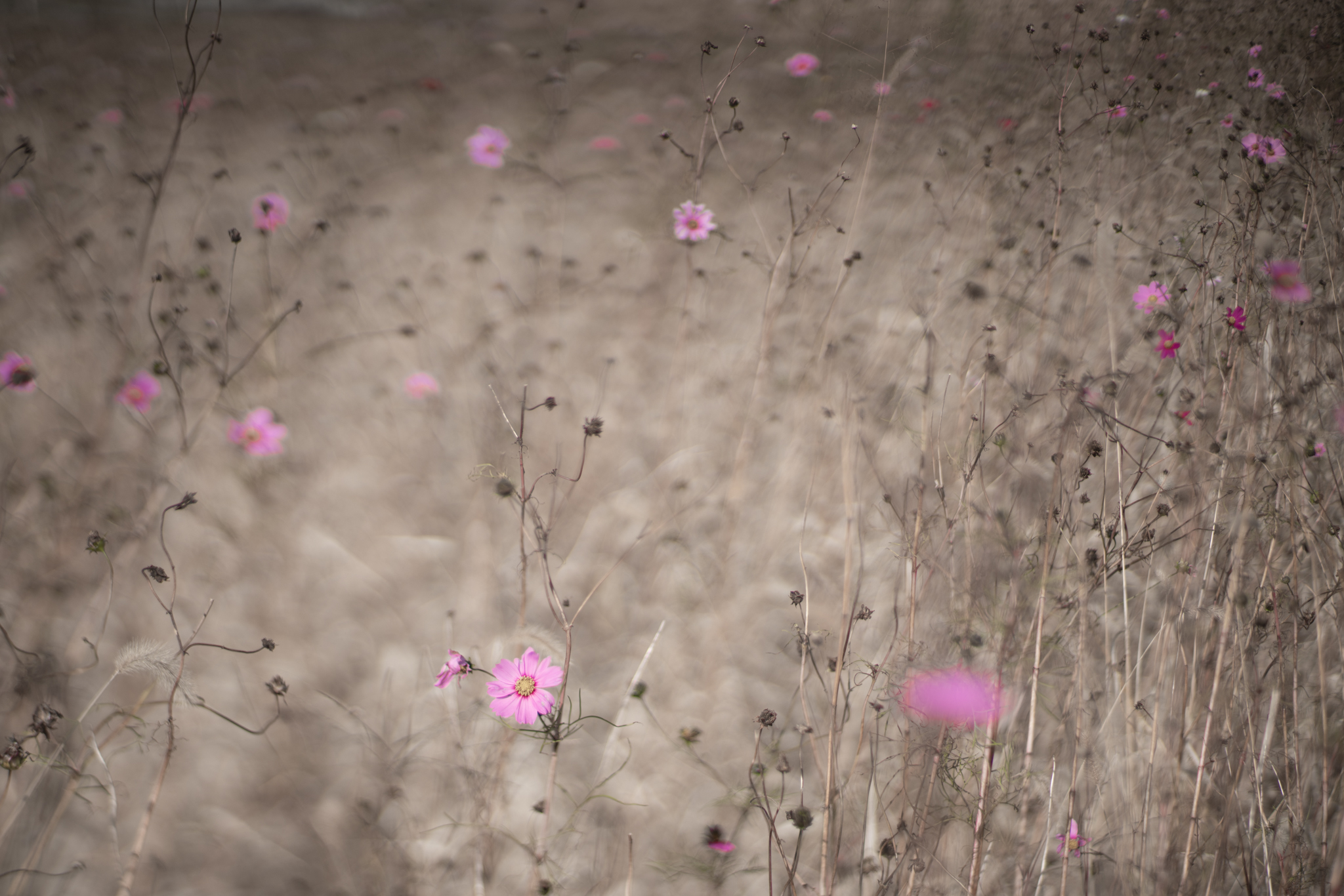 f:id:Paradisia:20201205070443j:plain