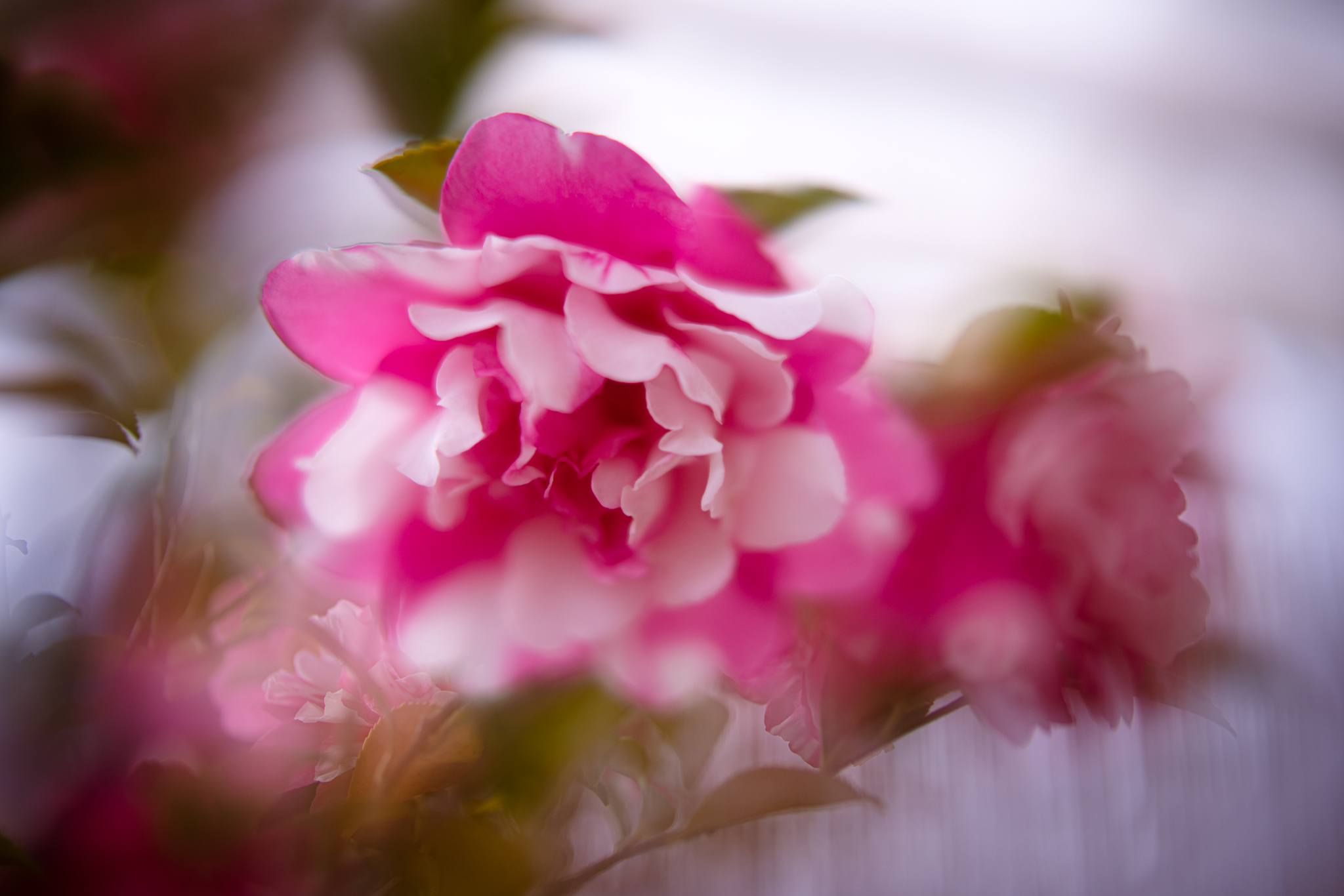f:id:Paradisia:20201207180136j:plain