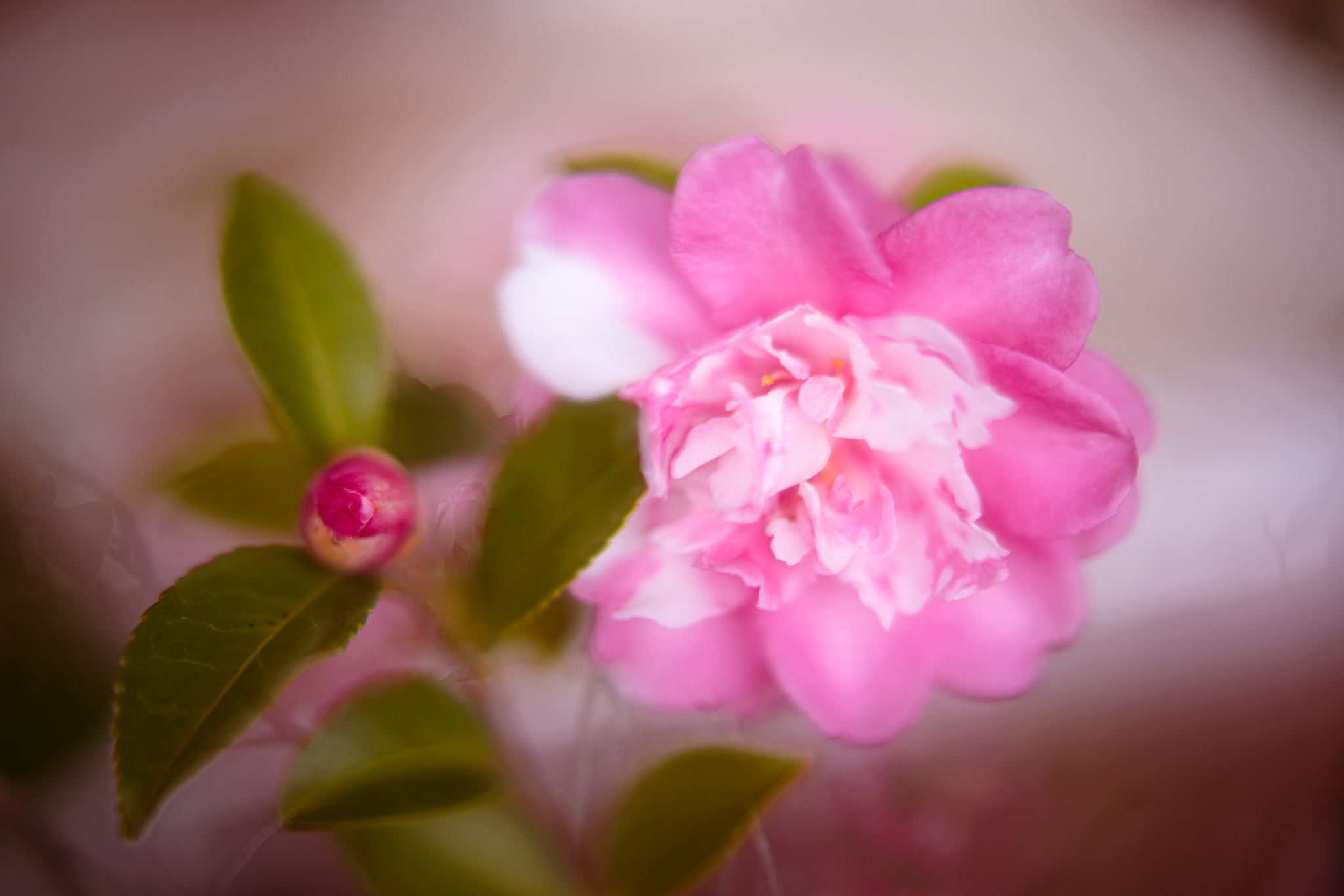 f:id:Paradisia:20201207180201j:plain