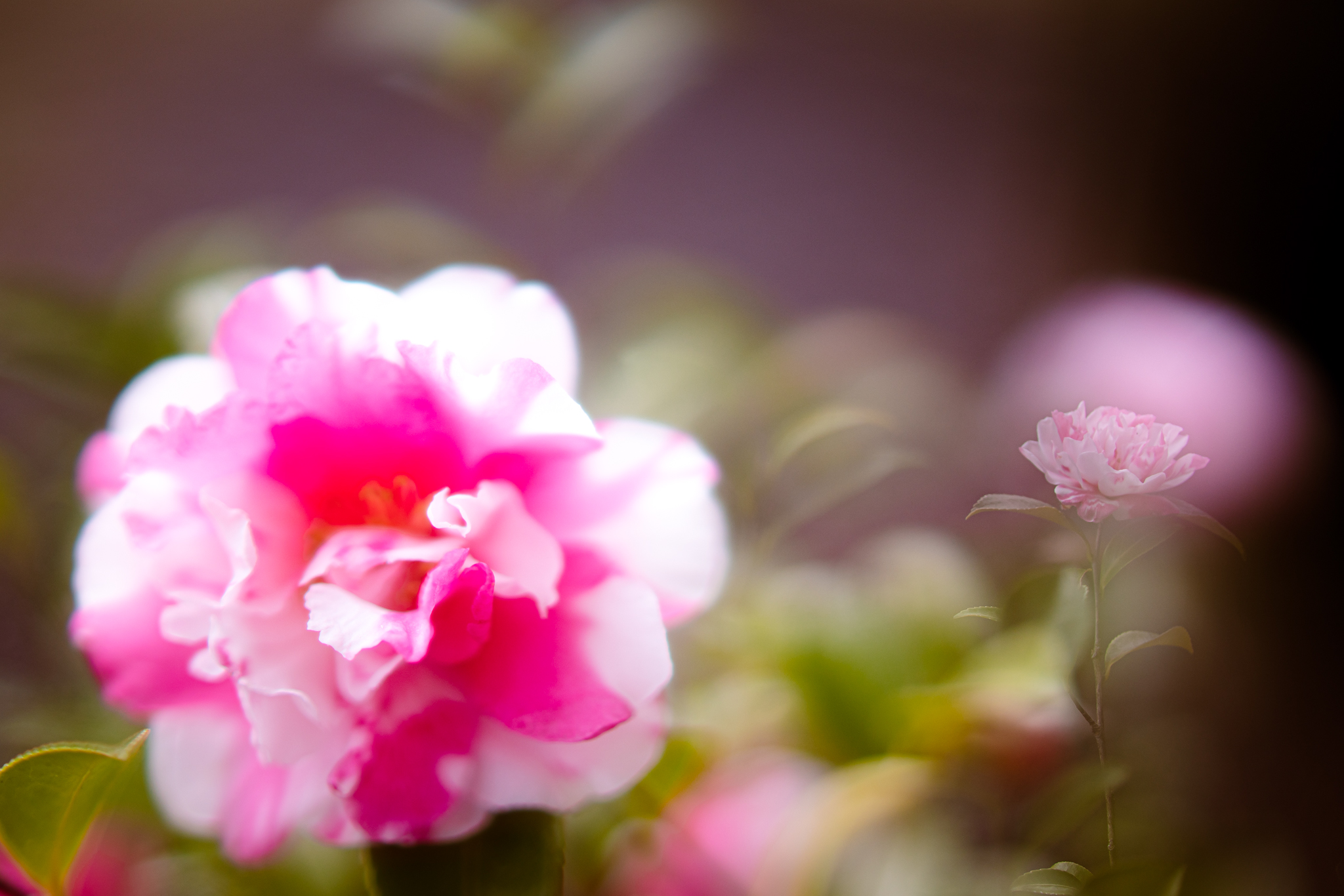 f:id:Paradisia:20201207180253j:plain