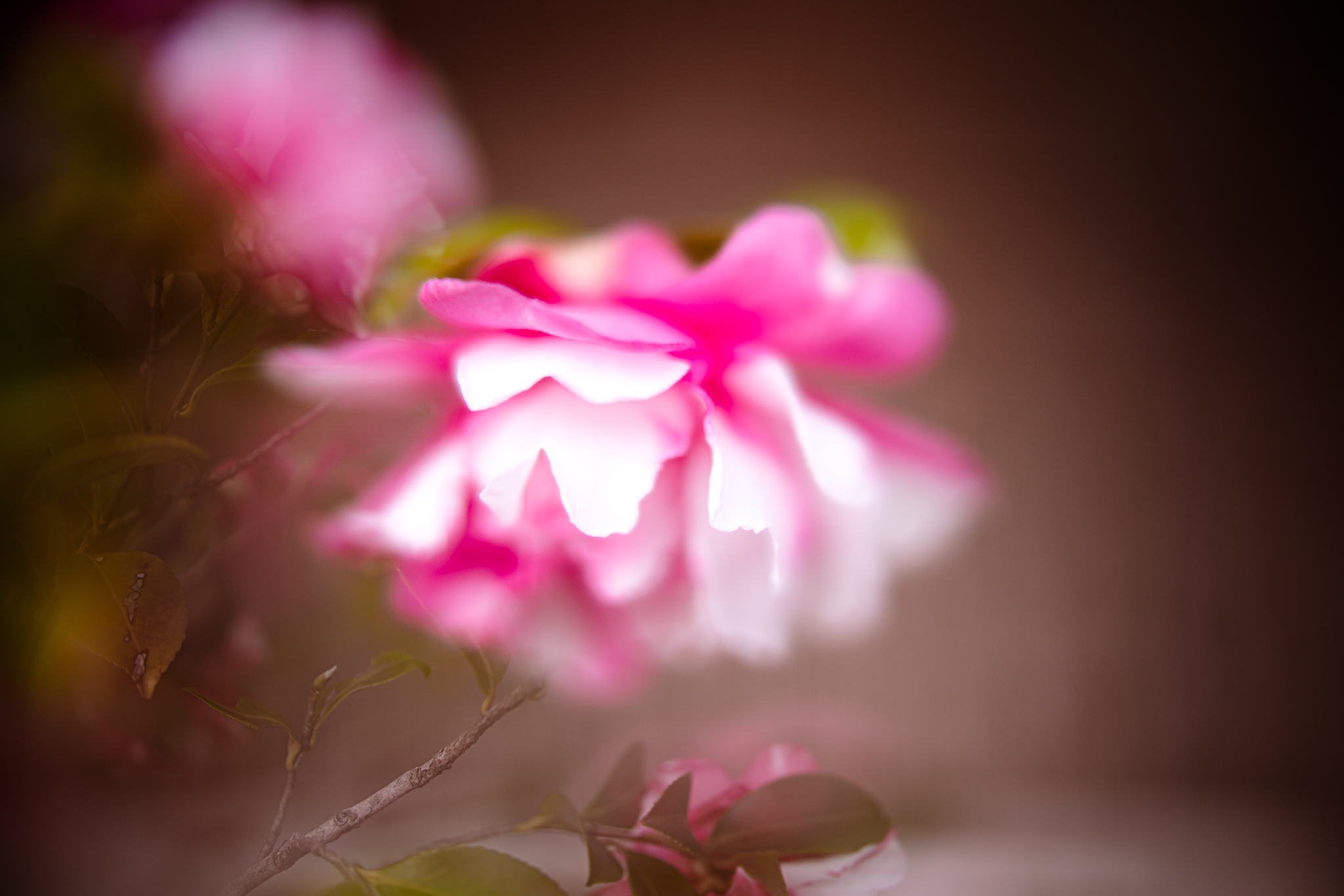 f:id:Paradisia:20201207182903j:plain