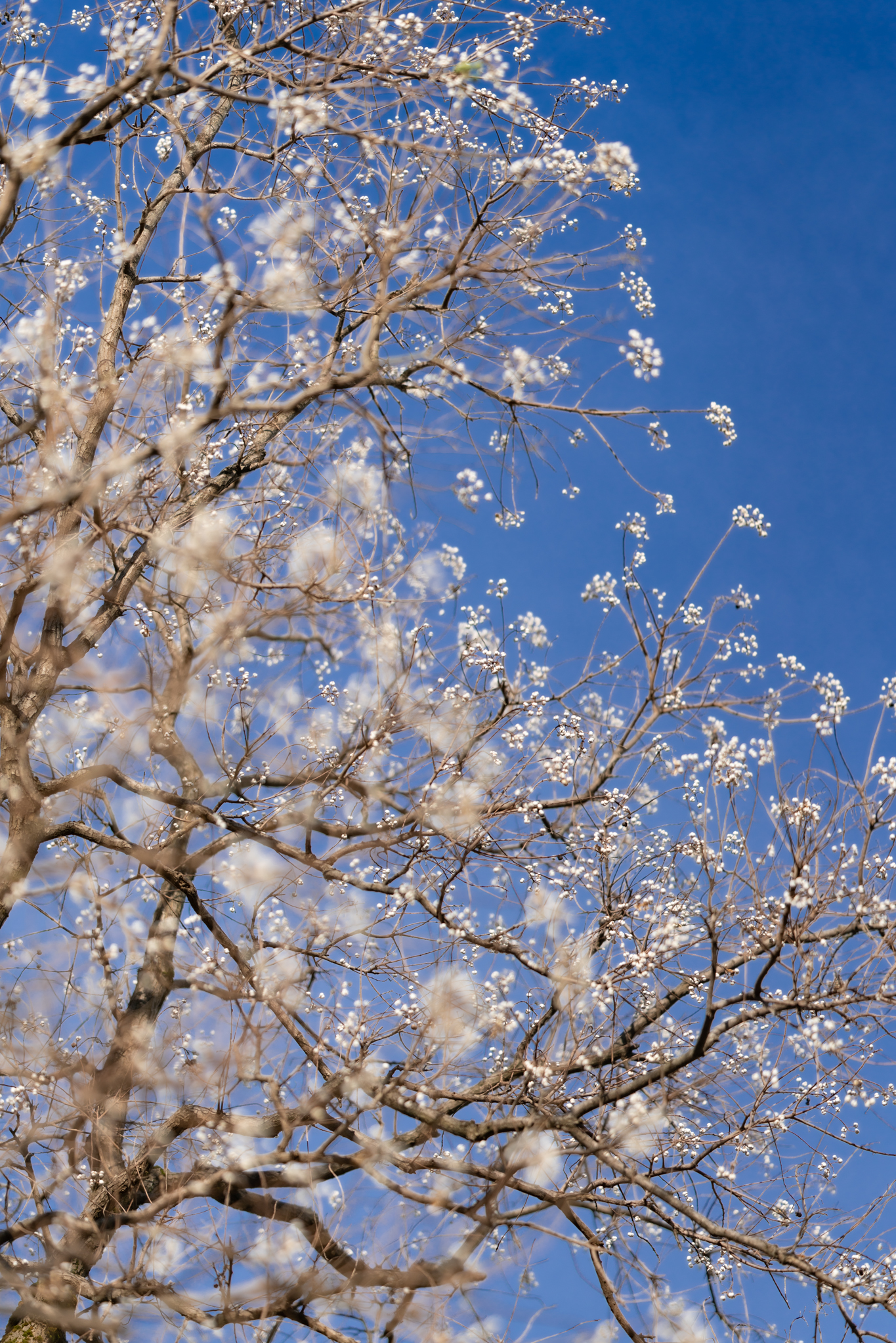 f:id:Paradisia:20201208100711j:plain