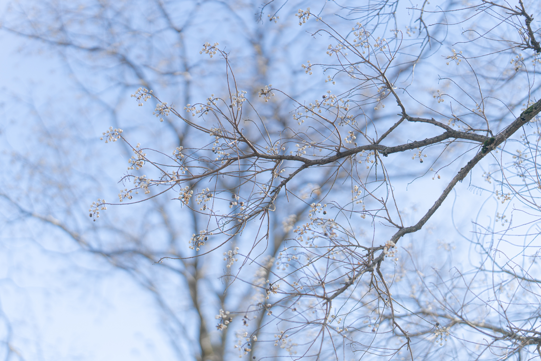 f:id:Paradisia:20201208100735j:plain