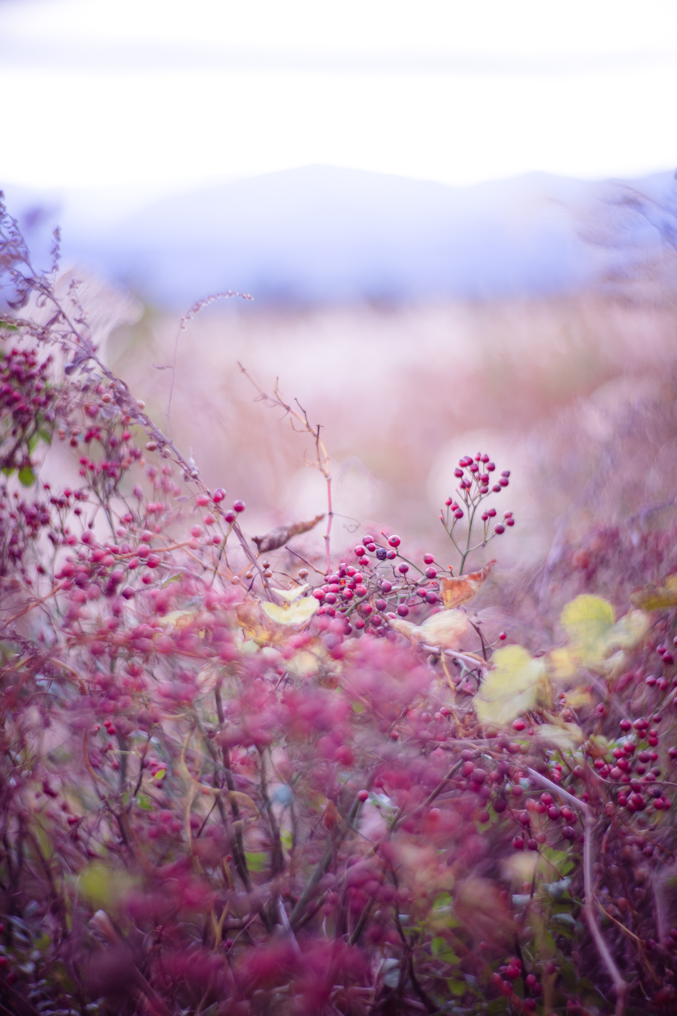 f:id:Paradisia:20201208110147j:plain