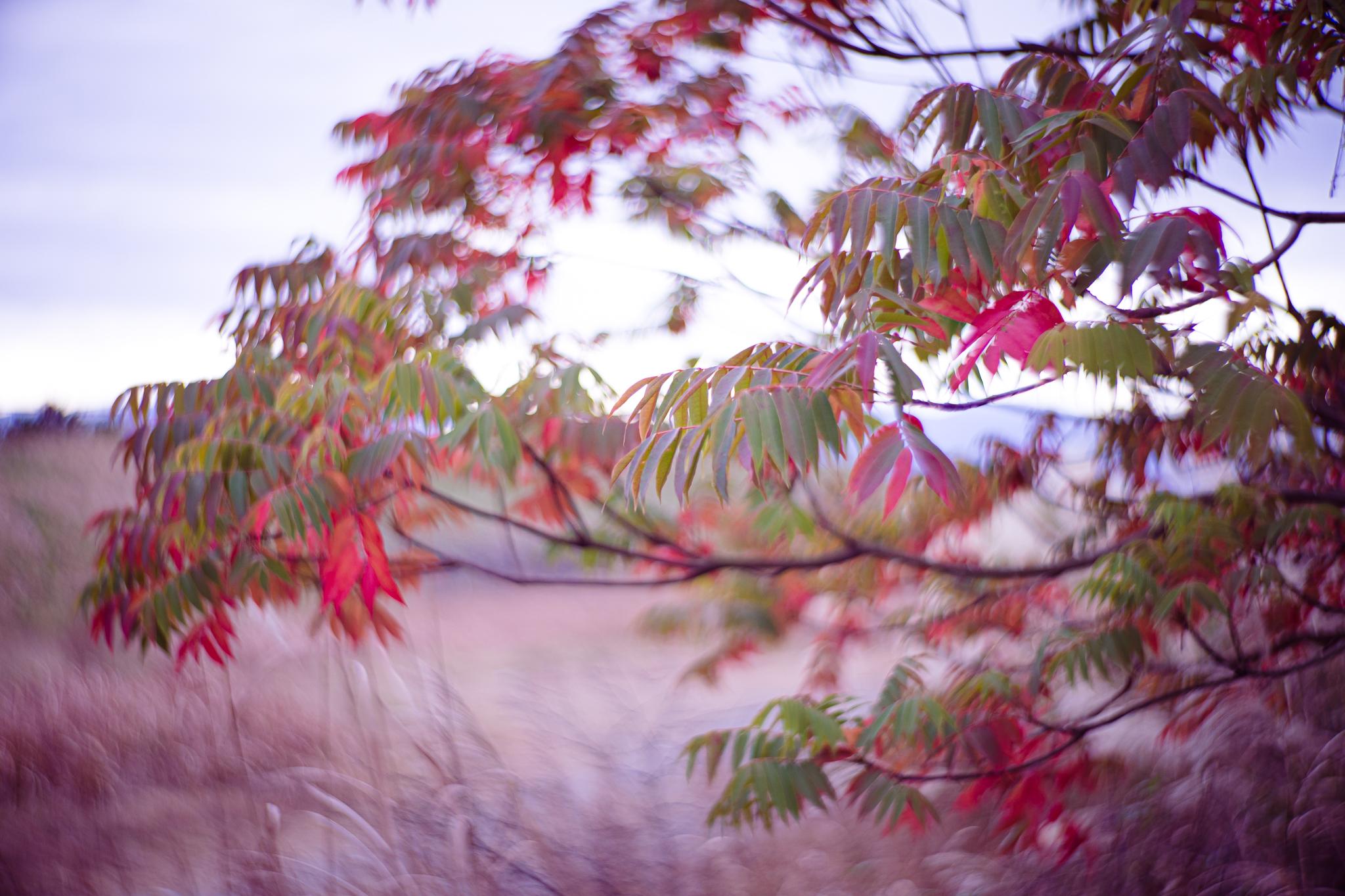 f:id:Paradisia:20201208110332j:plain