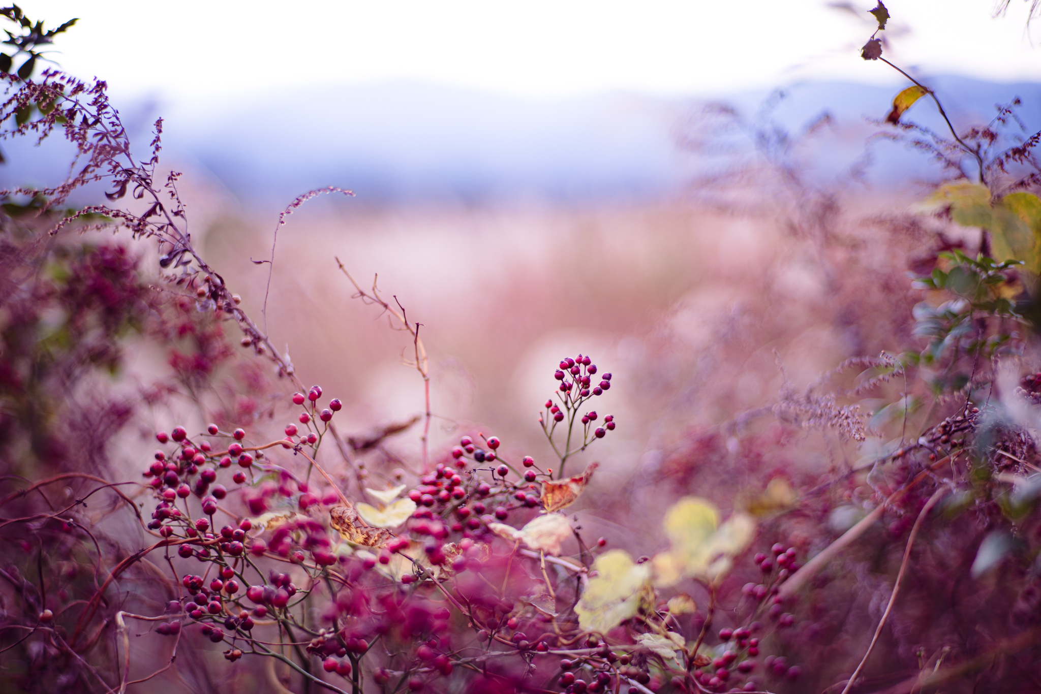 f:id:Paradisia:20201208110627j:plain