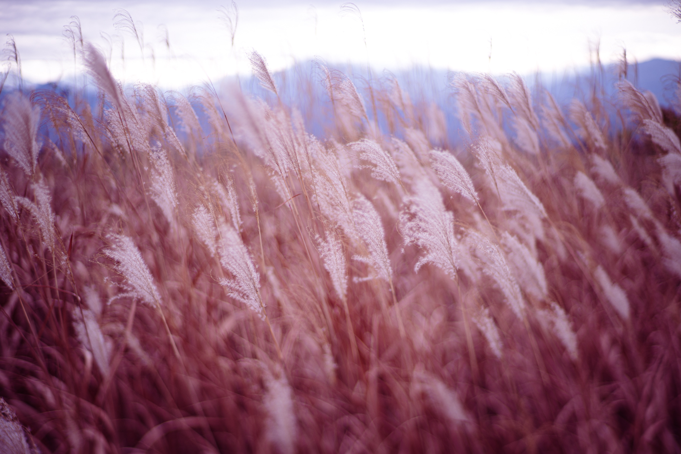 f:id:Paradisia:20201208110825j:plain