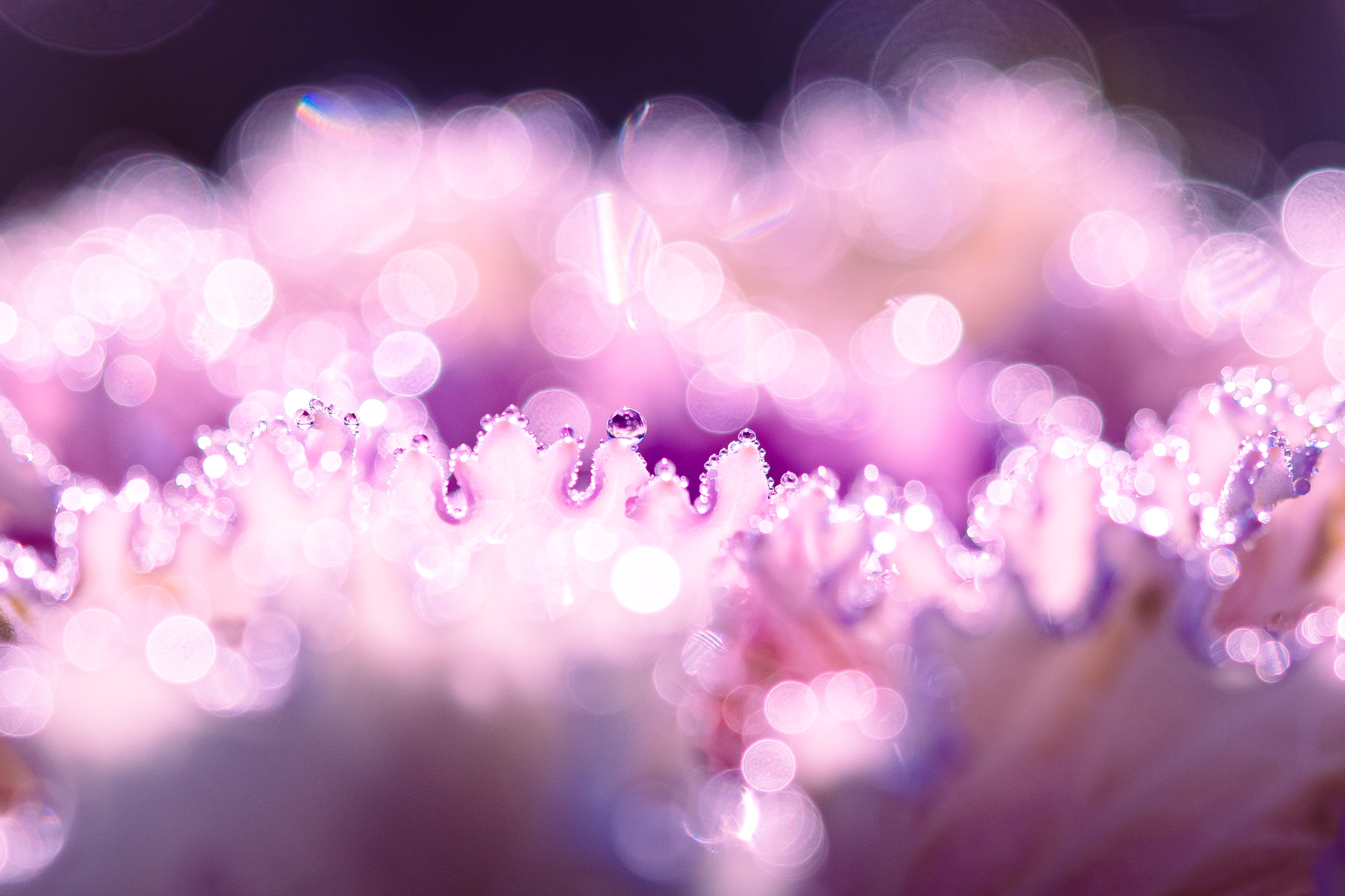 f:id:Paradisia:20201211174032j:plain
