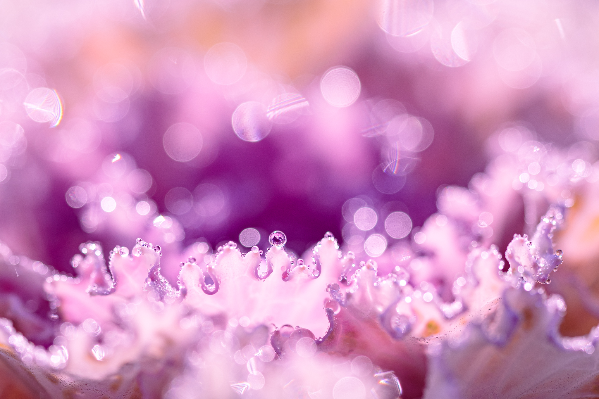 f:id:Paradisia:20201211174259j:plain