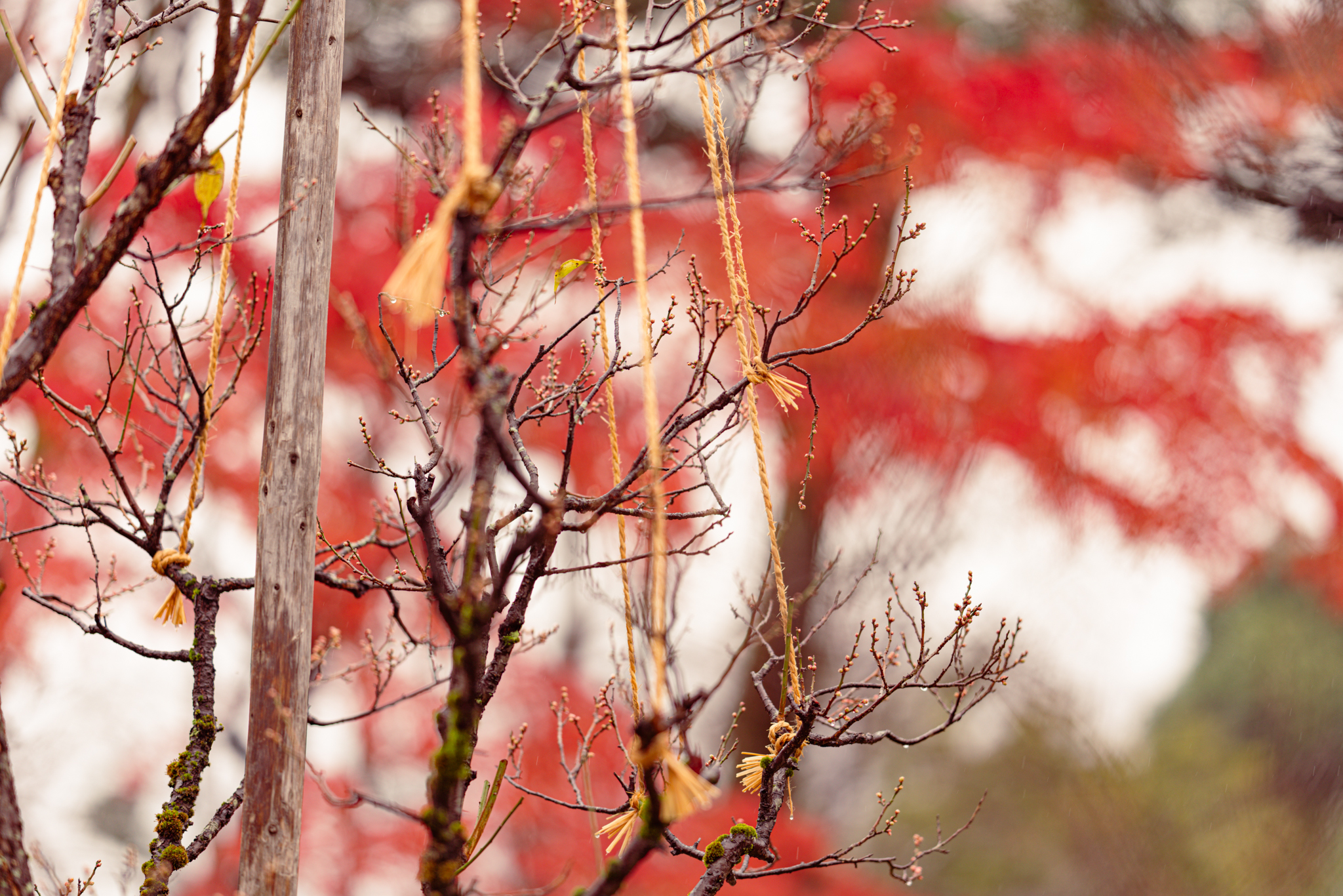 f:id:Paradisia:20201212145024j:plain