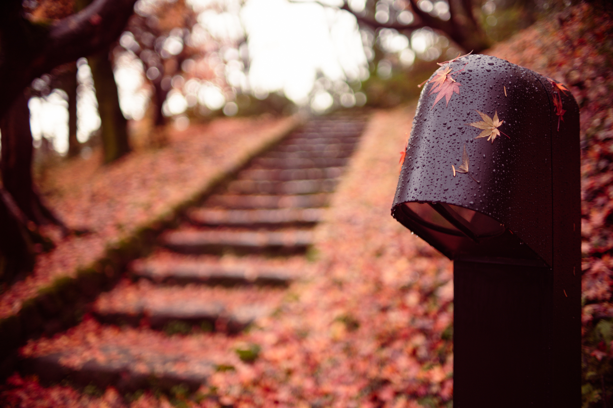 f:id:Paradisia:20201213120728j:plain