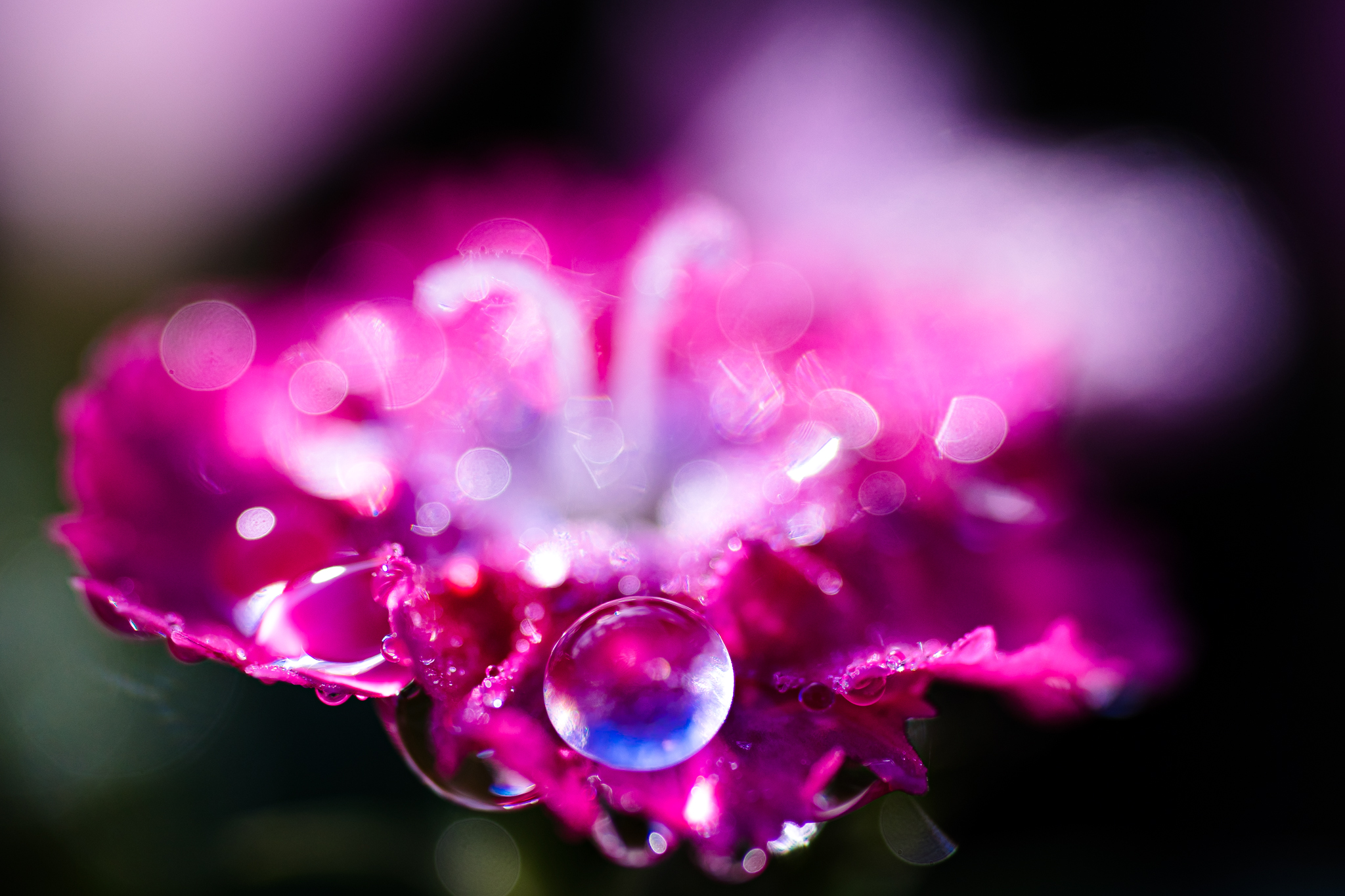 花に朝露 光と風と薔薇と