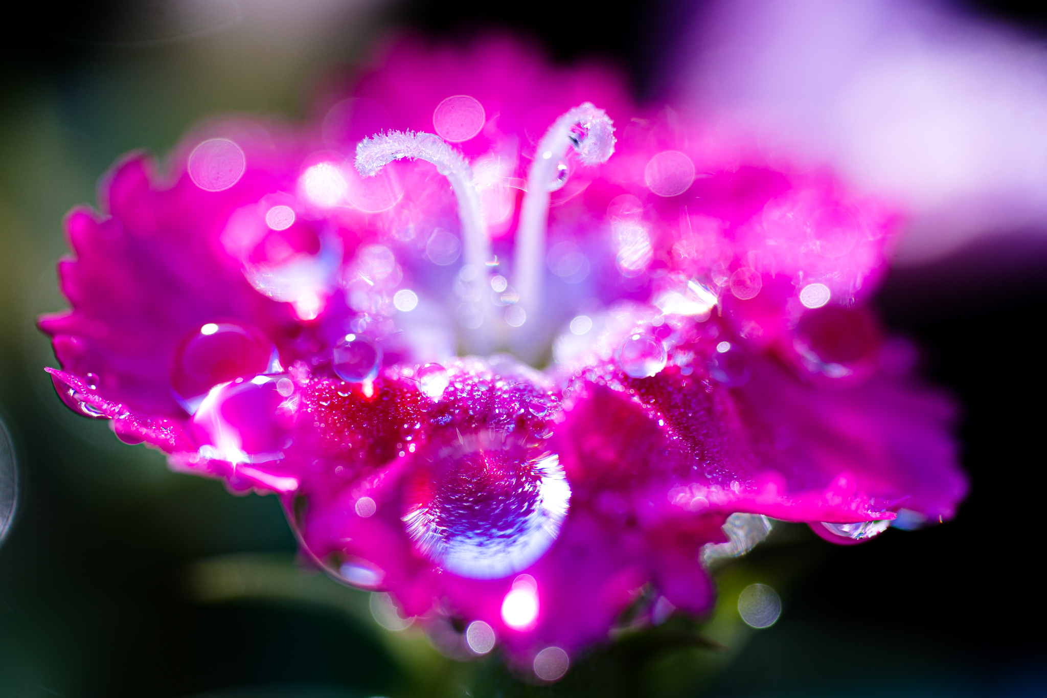 f:id:Paradisia:20201214162356j:plain