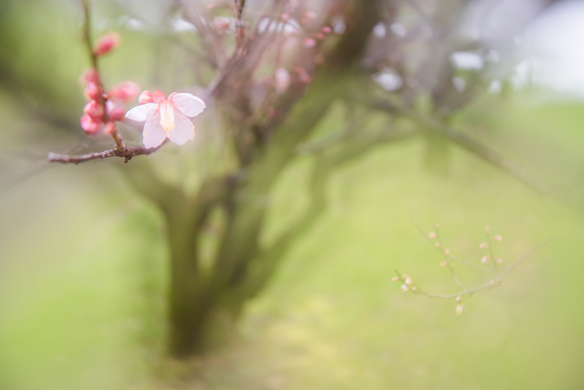 f:id:Paradisia:20201227135445j:plain