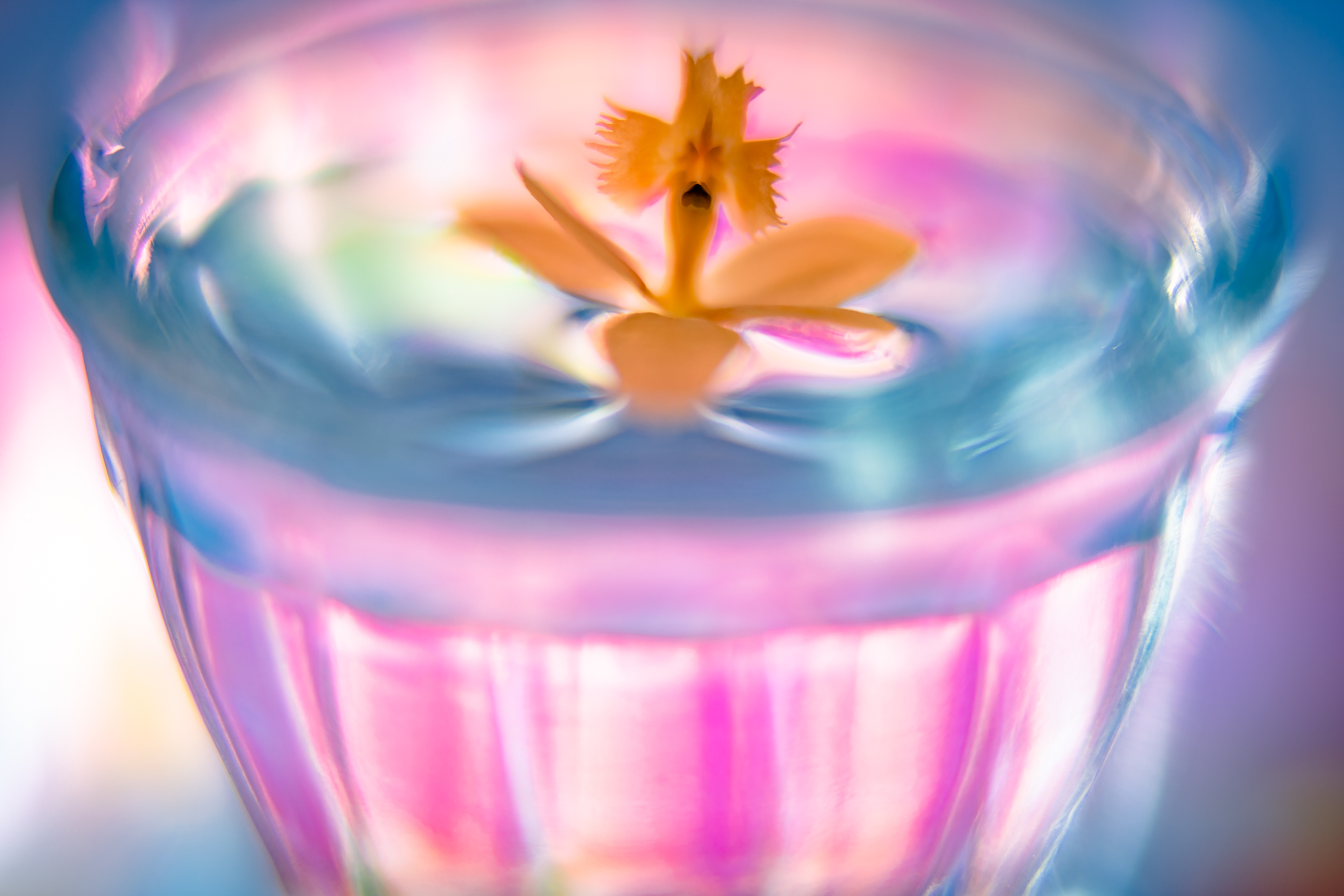 f:id:Paradisia:20210118071750j:plain