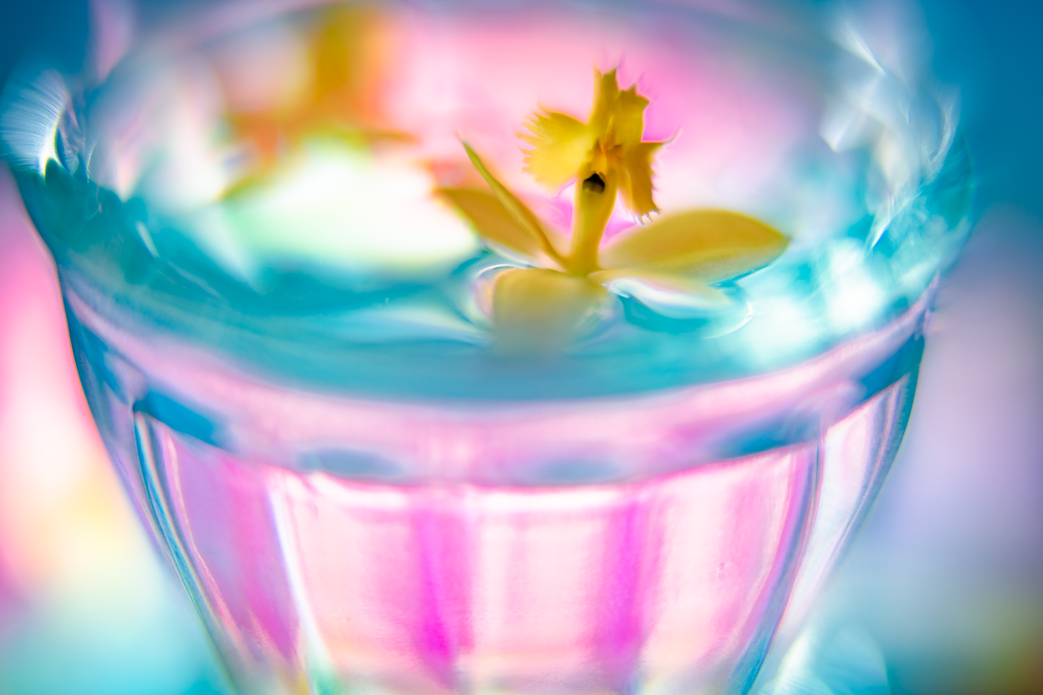 f:id:Paradisia:20210118071846j:plain