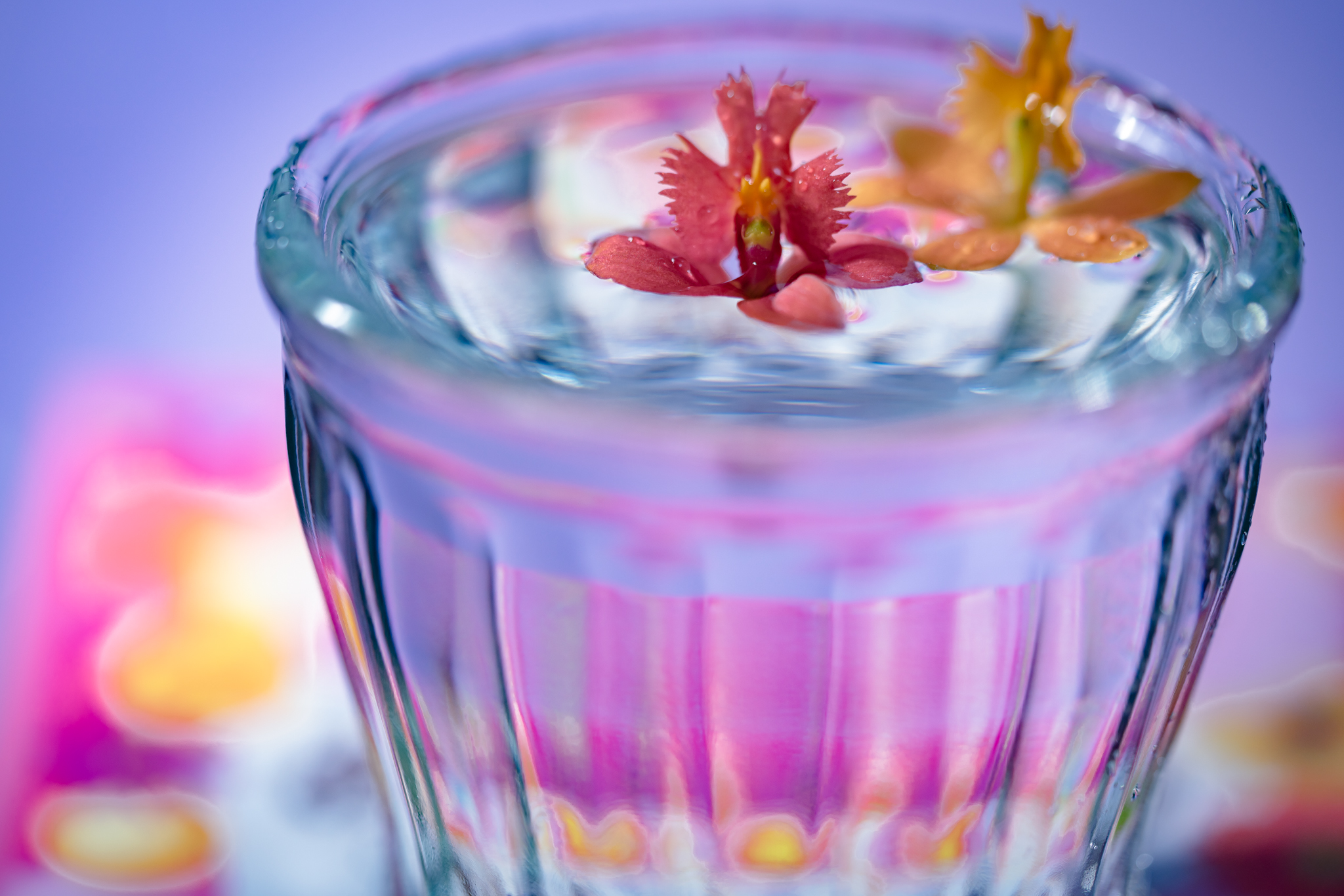 f:id:Paradisia:20210118071903j:plain