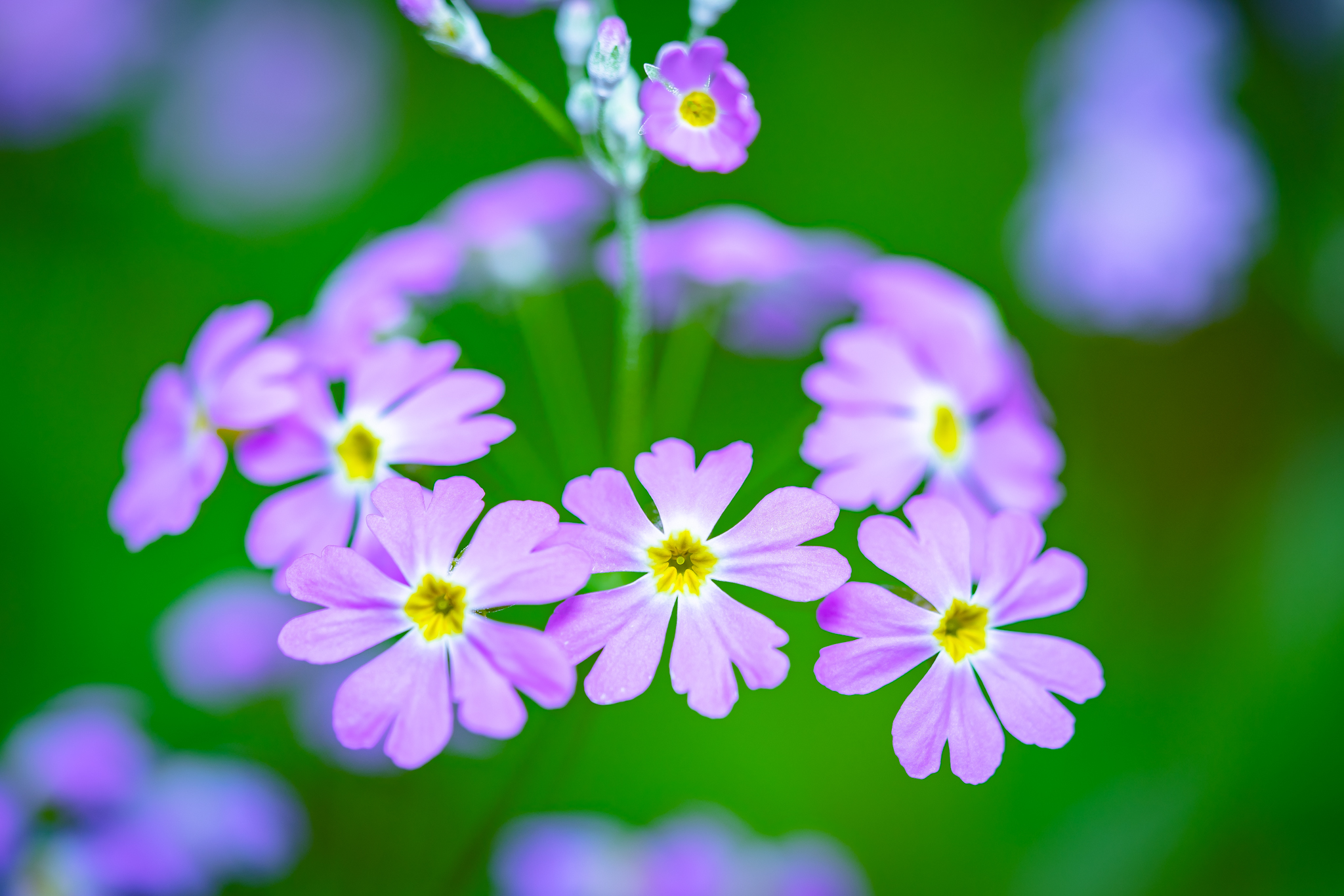 f:id:Paradisia:20210126160041j:plain