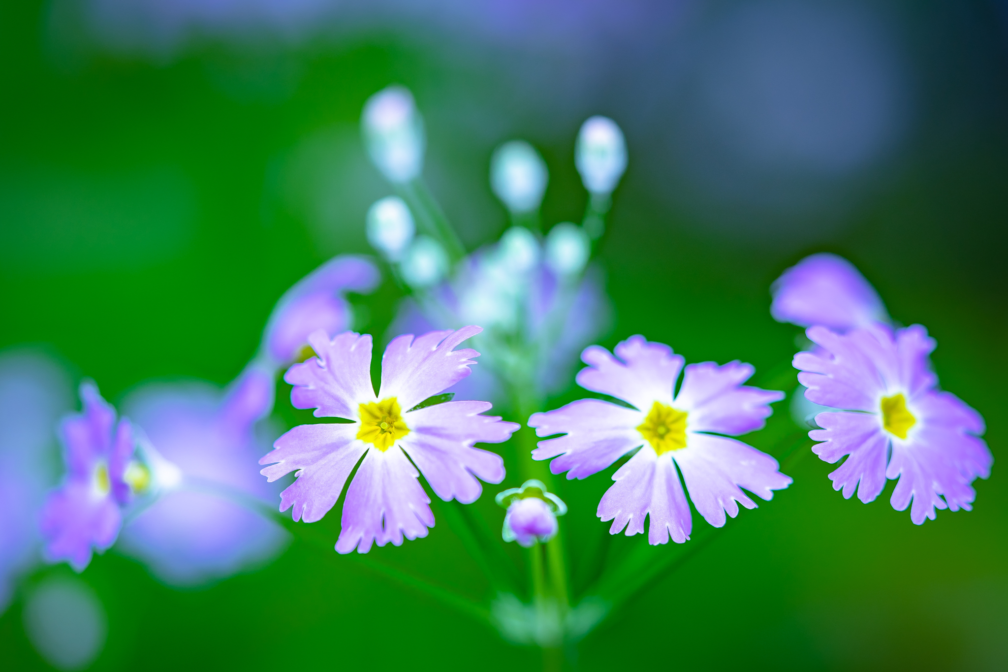 f:id:Paradisia:20210126160058j:plain