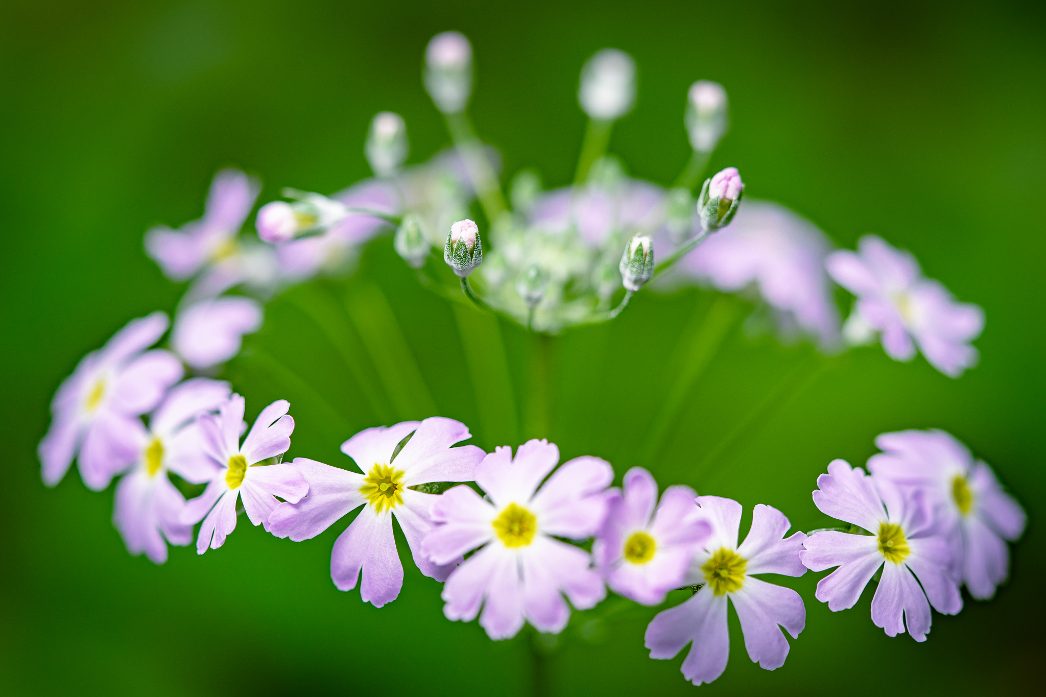 f:id:Paradisia:20210126160224j:plain