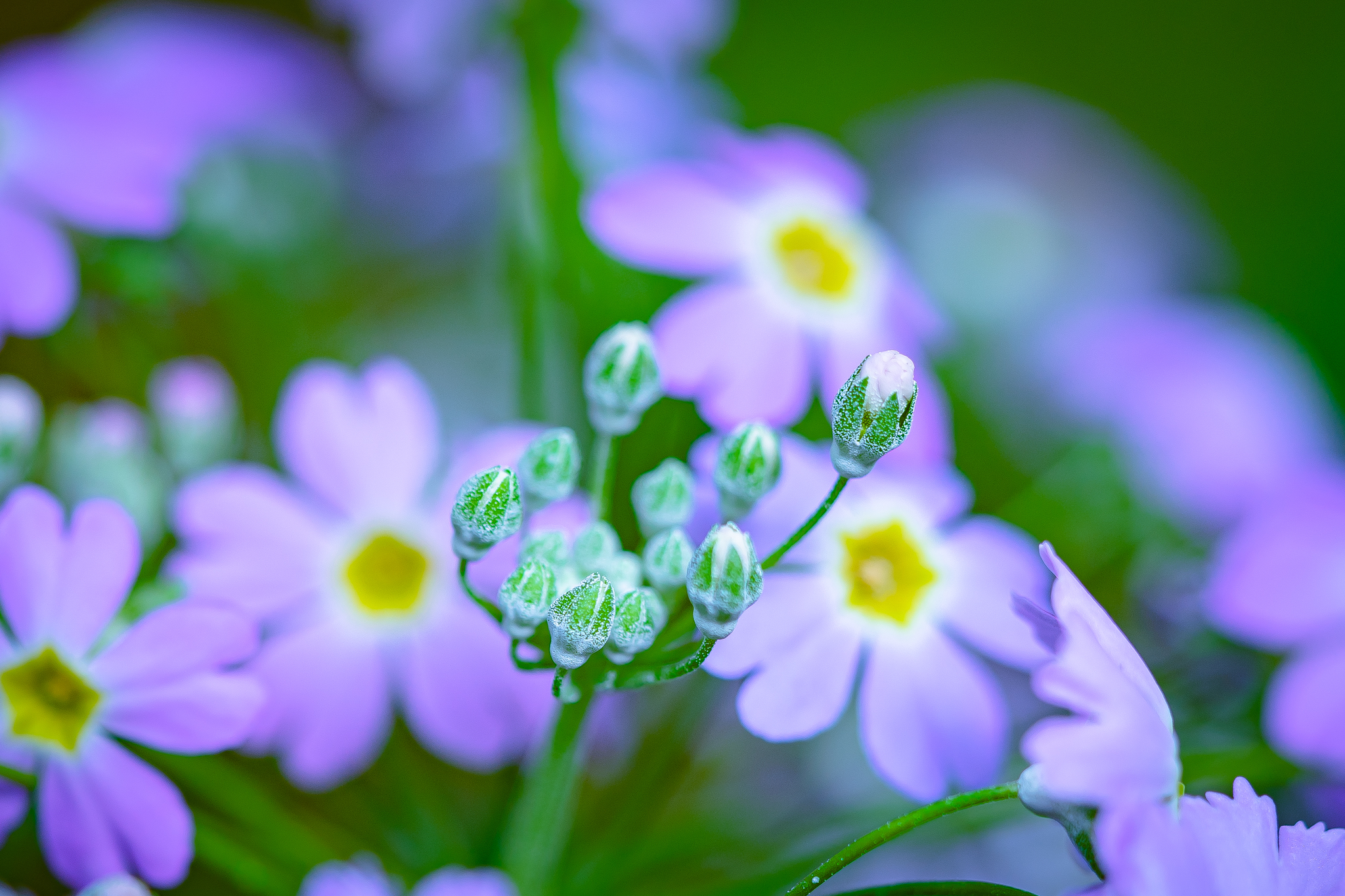 f:id:Paradisia:20210126160242j:plain
