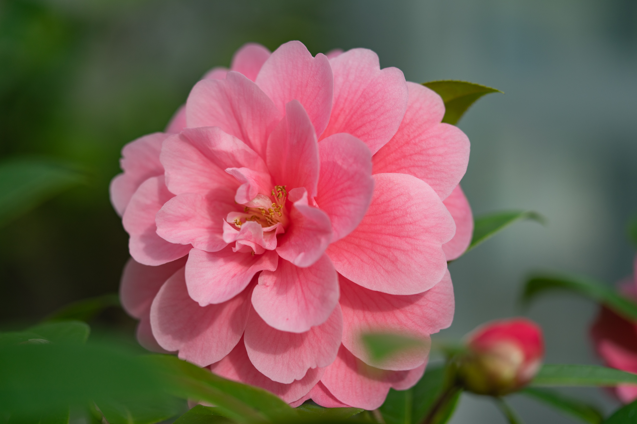 ハートの花びら シルク ロードというツバキ 光と風と薔薇と