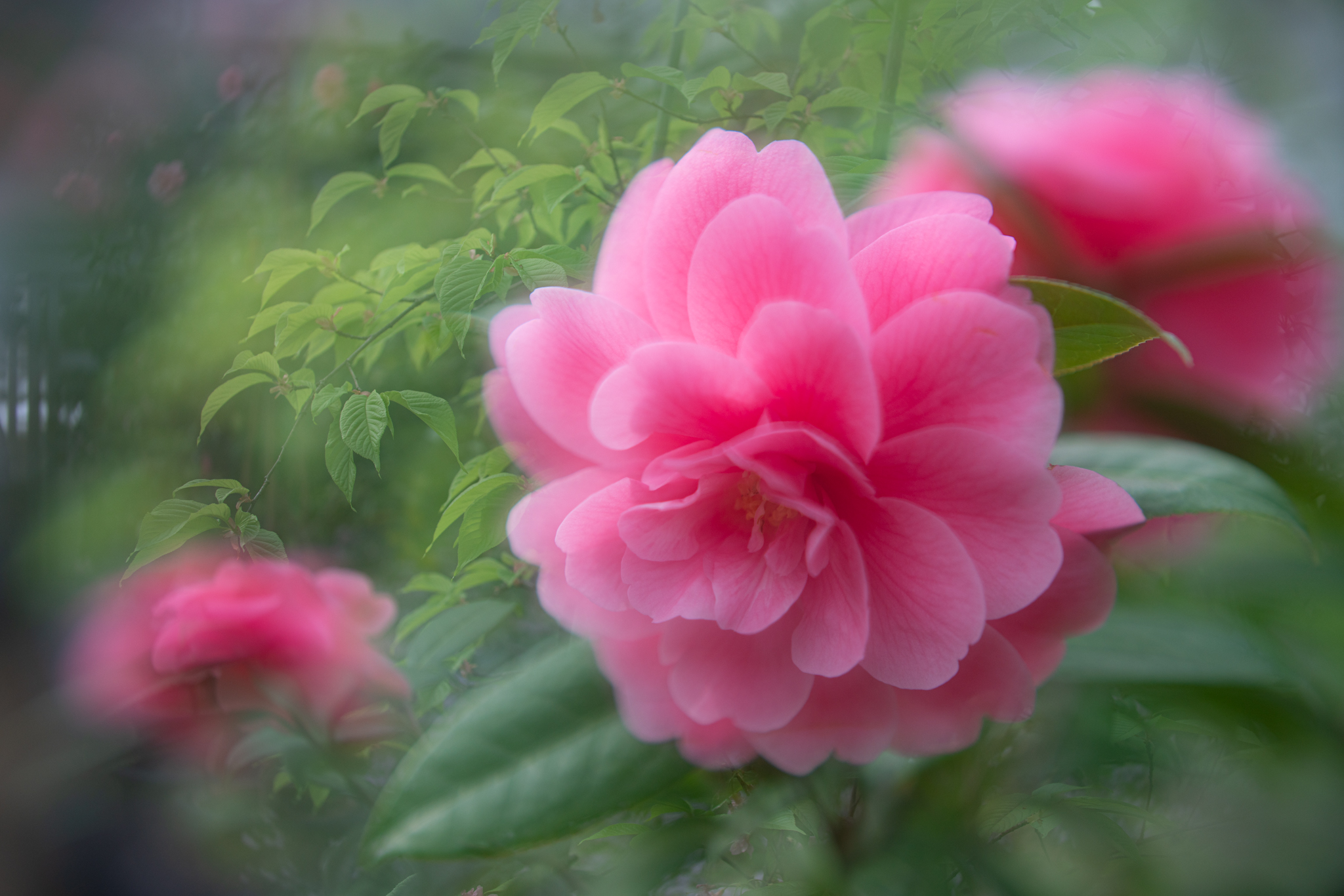 f:id:Paradisia:20210212164646j:plain