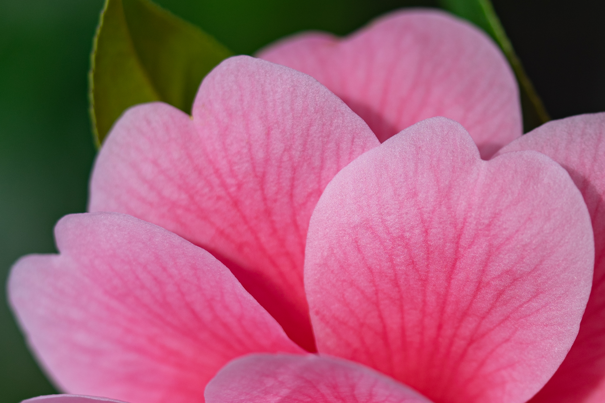 ハートの花びら シルク ロードというツバキ 光と風と薔薇と