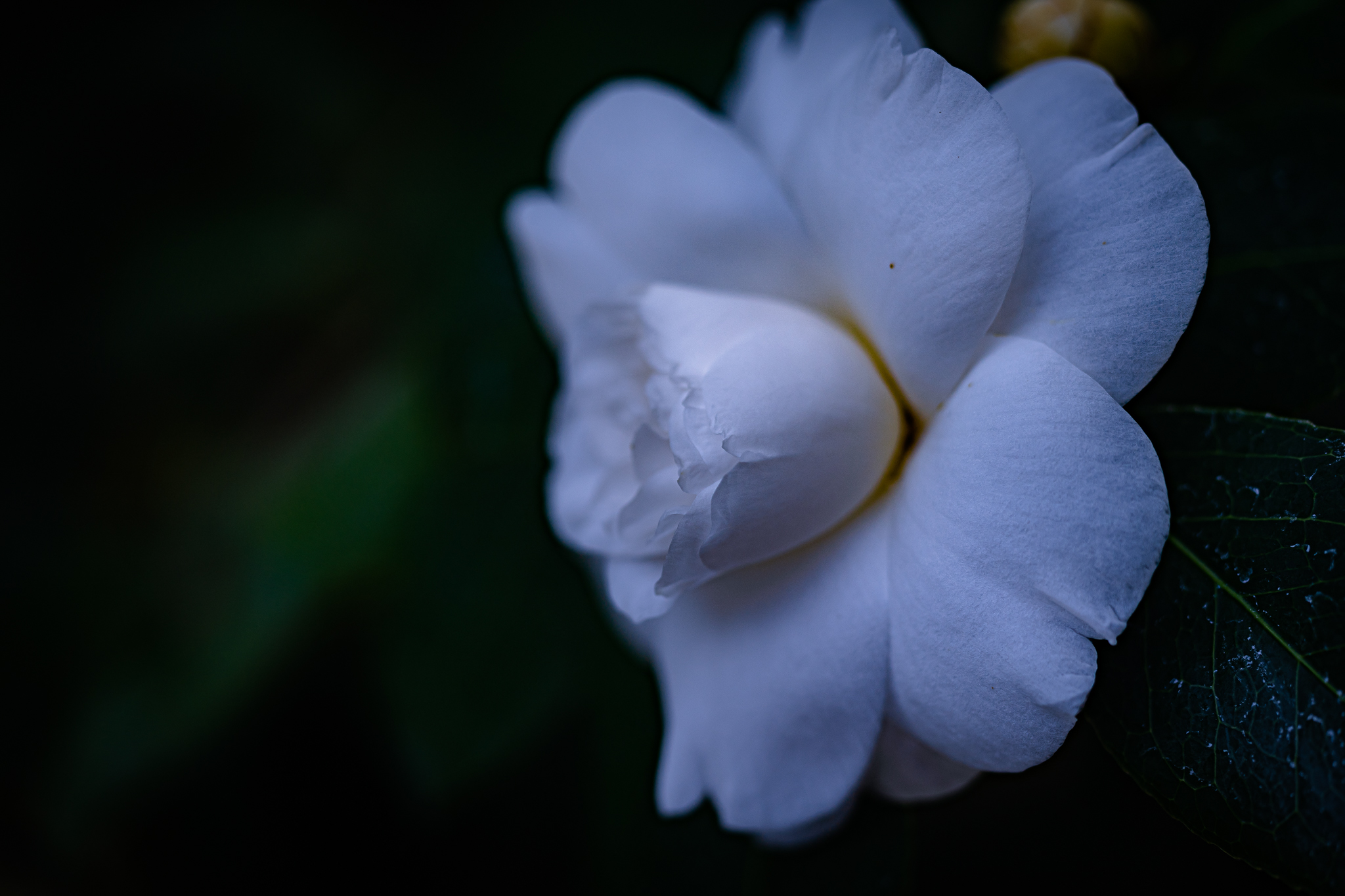 f:id:Paradisia:20210212170222j:plain