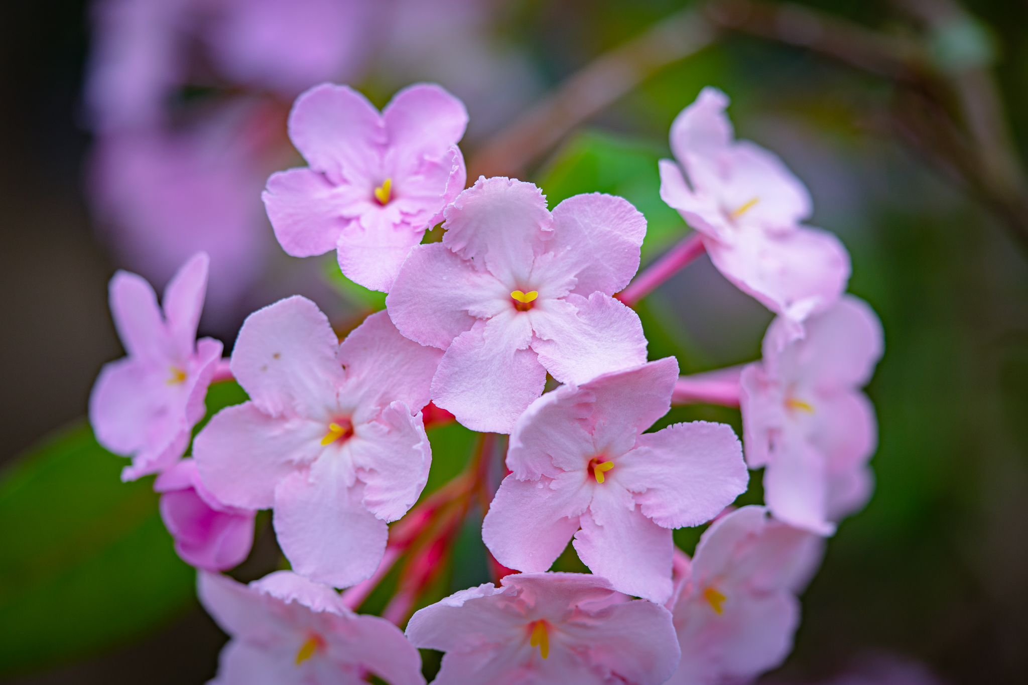 f:id:Paradisia:20210216160032j:plain