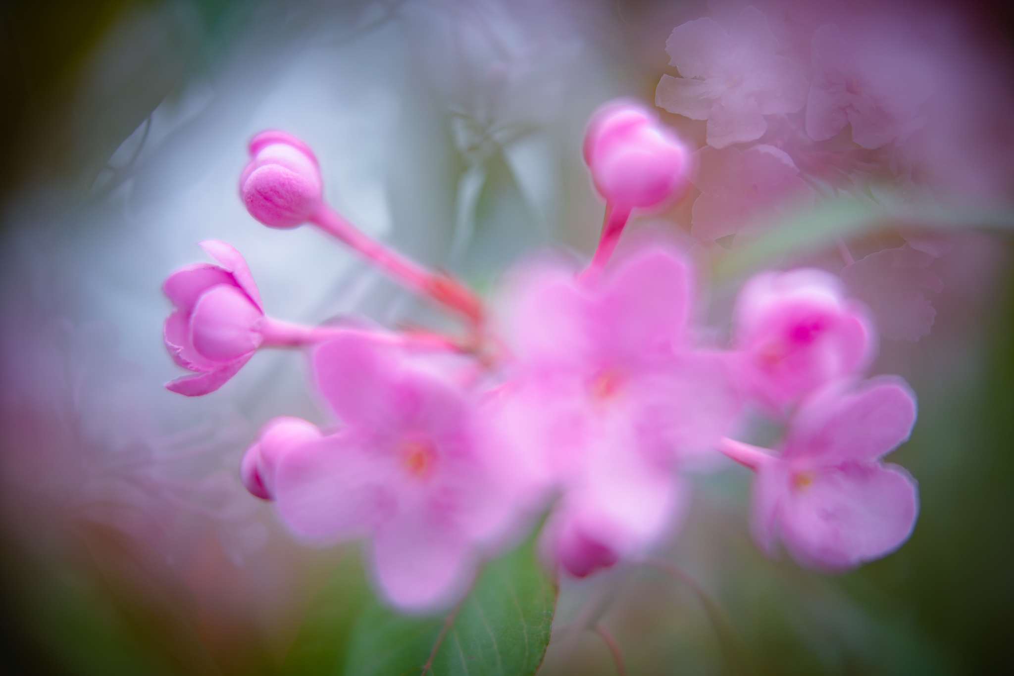 f:id:Paradisia:20210216160334j:plain