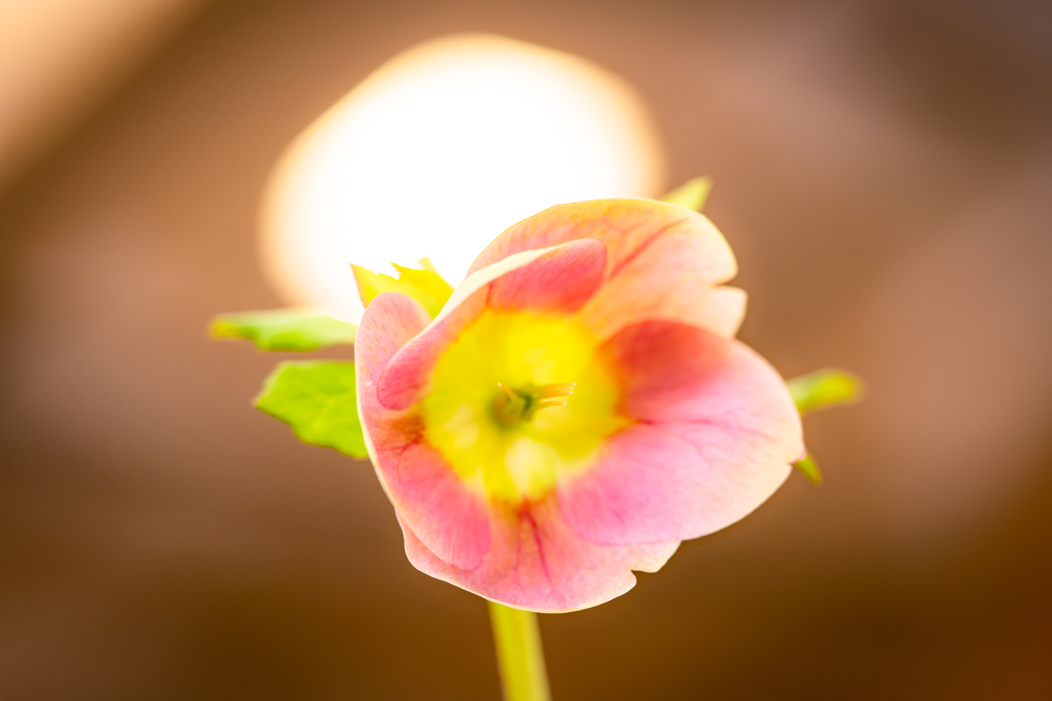 f:id:Paradisia:20210221160255j:plain