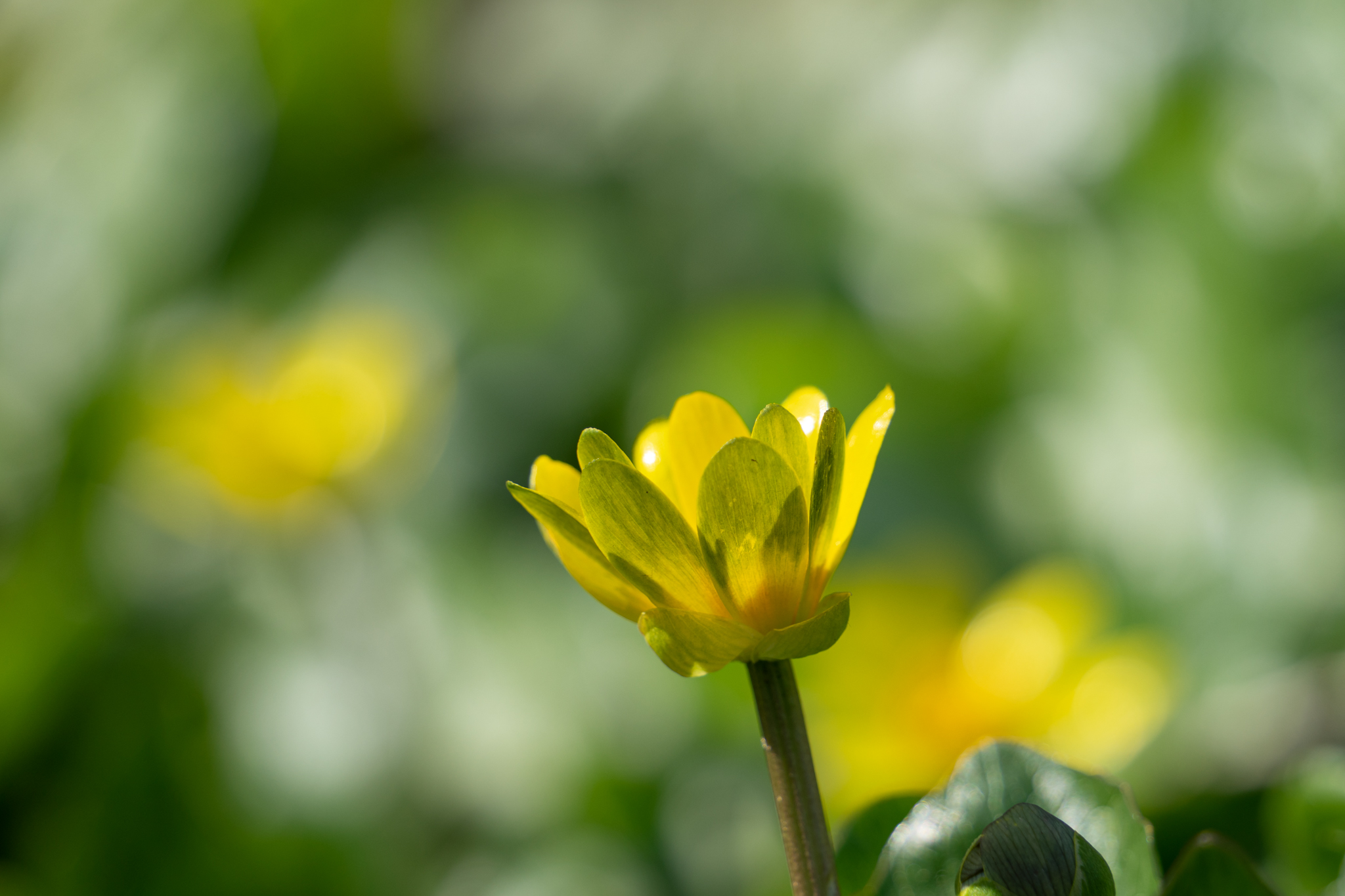 f:id:Paradisia:20210302083111j:plain