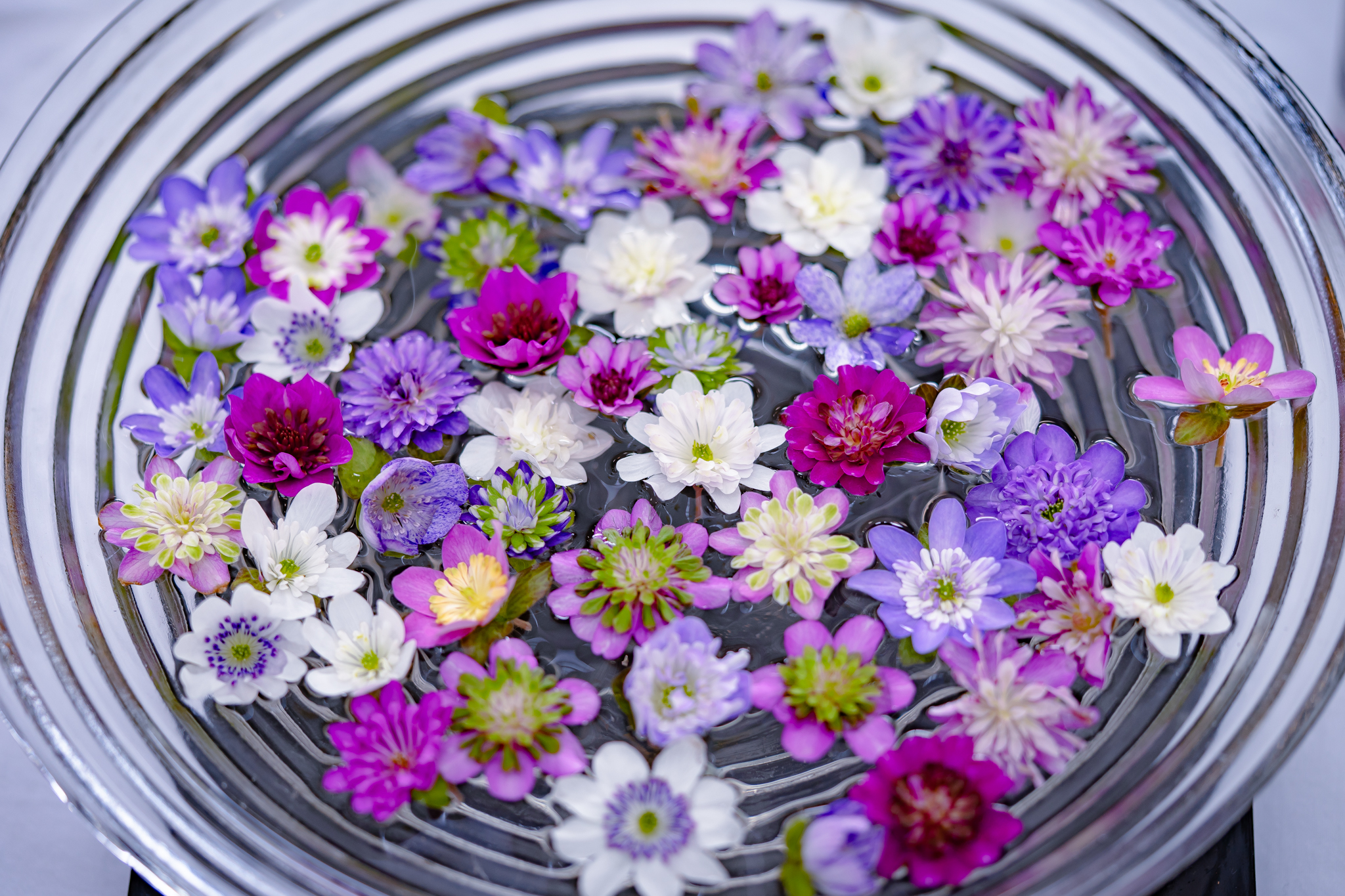 色鮮やかな雪割草たち - 光と風と薔薇と