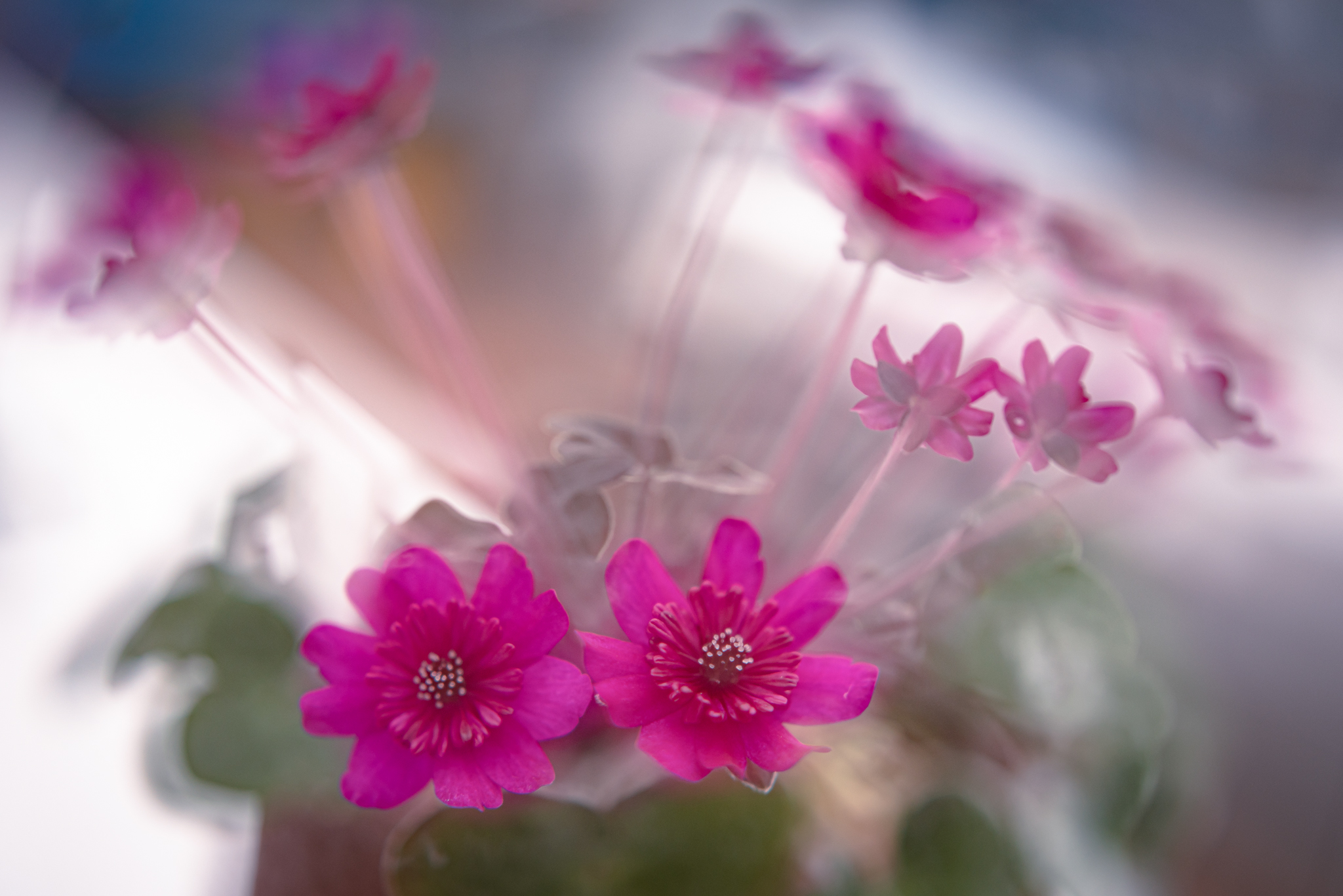 f:id:Paradisia:20210312125556j:plain